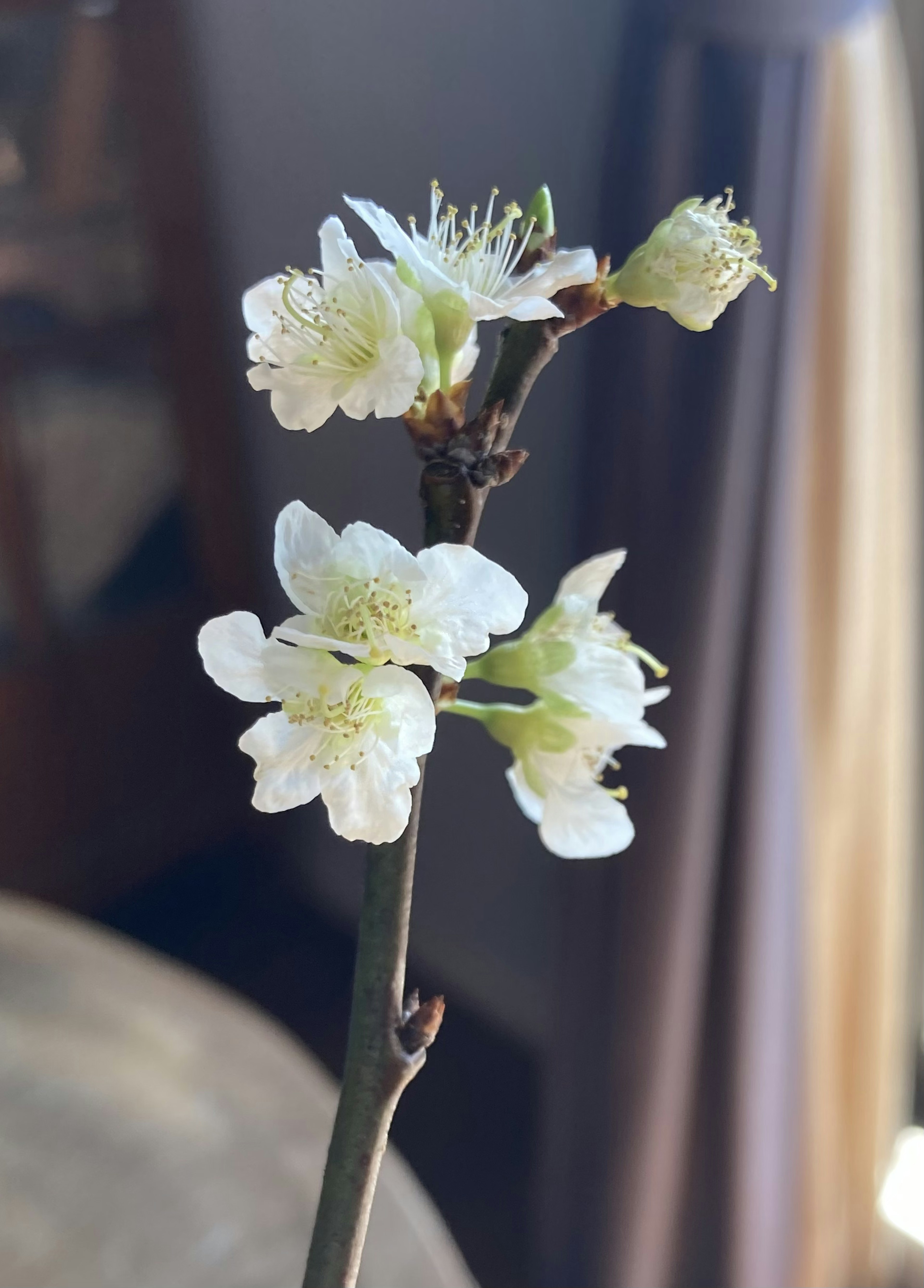 白い花が咲いている枝のクローズアップ