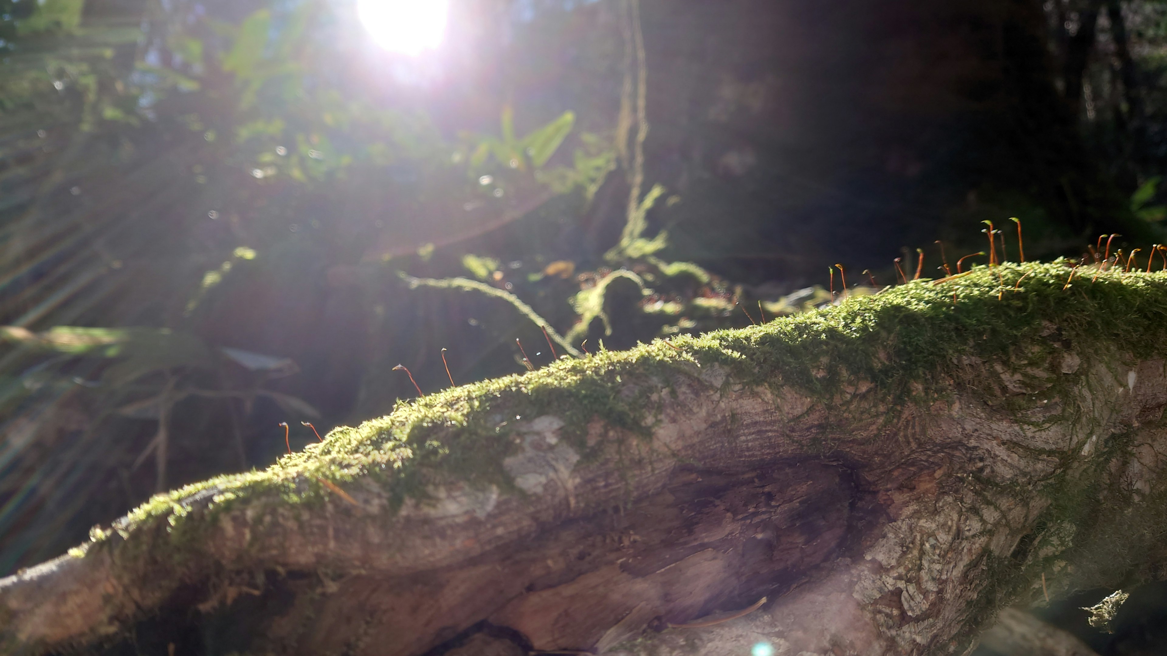 Racine d'arbre couverte de mousse avec la lumière du soleil filtrant à travers la forêt