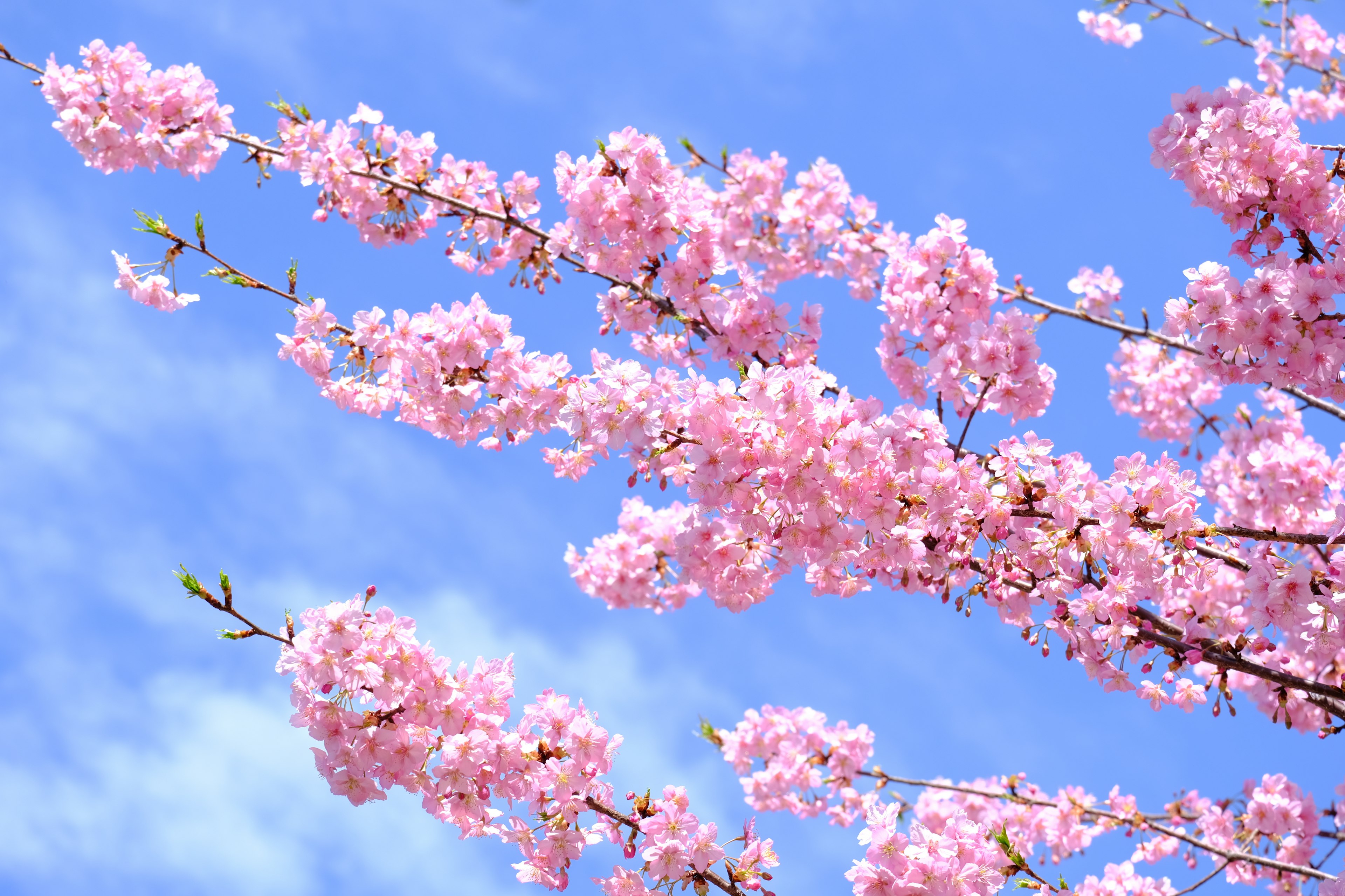 青空に咲く美しいピンクの桜の花の枝