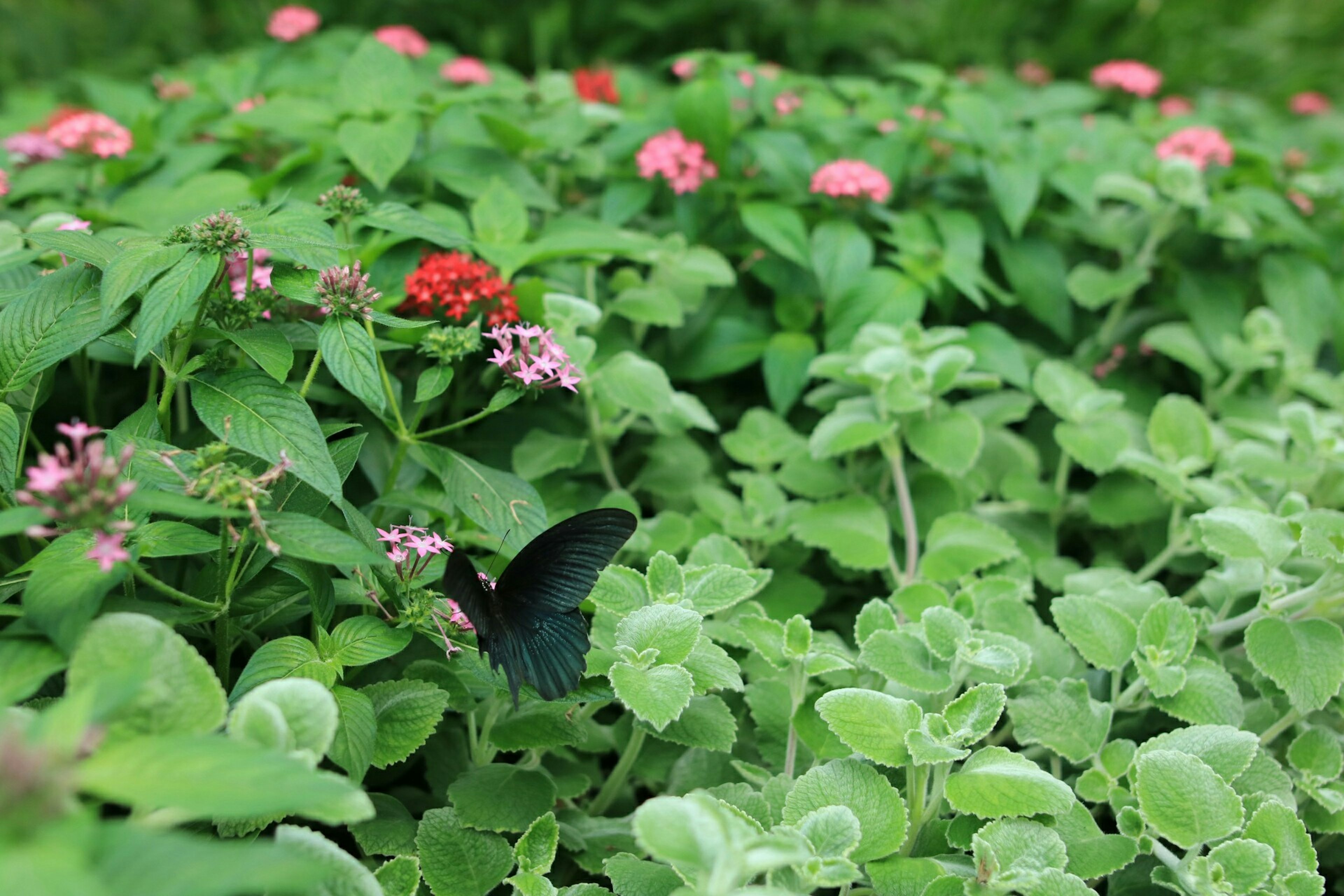 Seekor kupu-kupu hitam di antara daun hijau dan bunga berwarna-warni