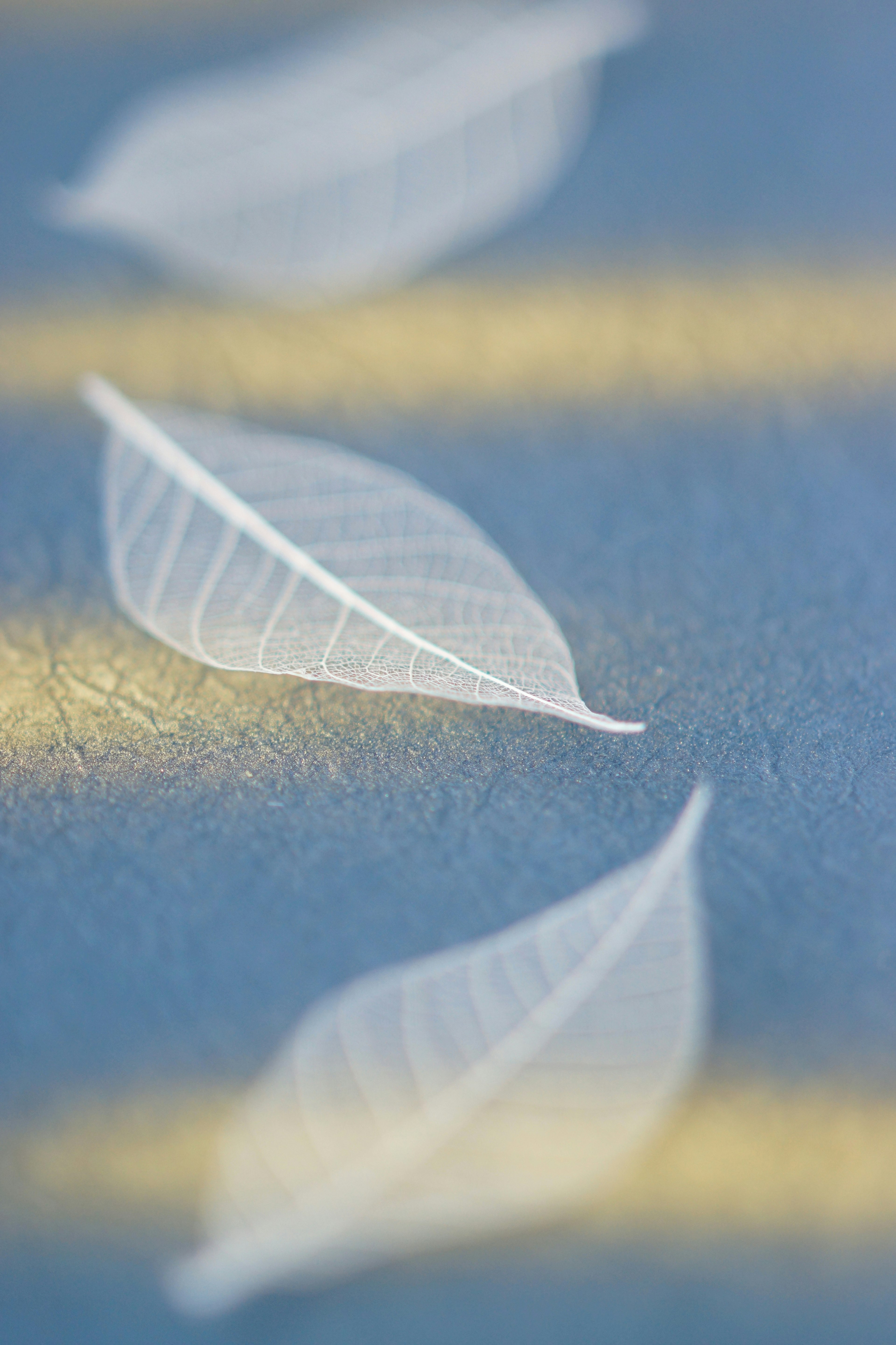 Feuilles translucides disposées sur un fond bleu