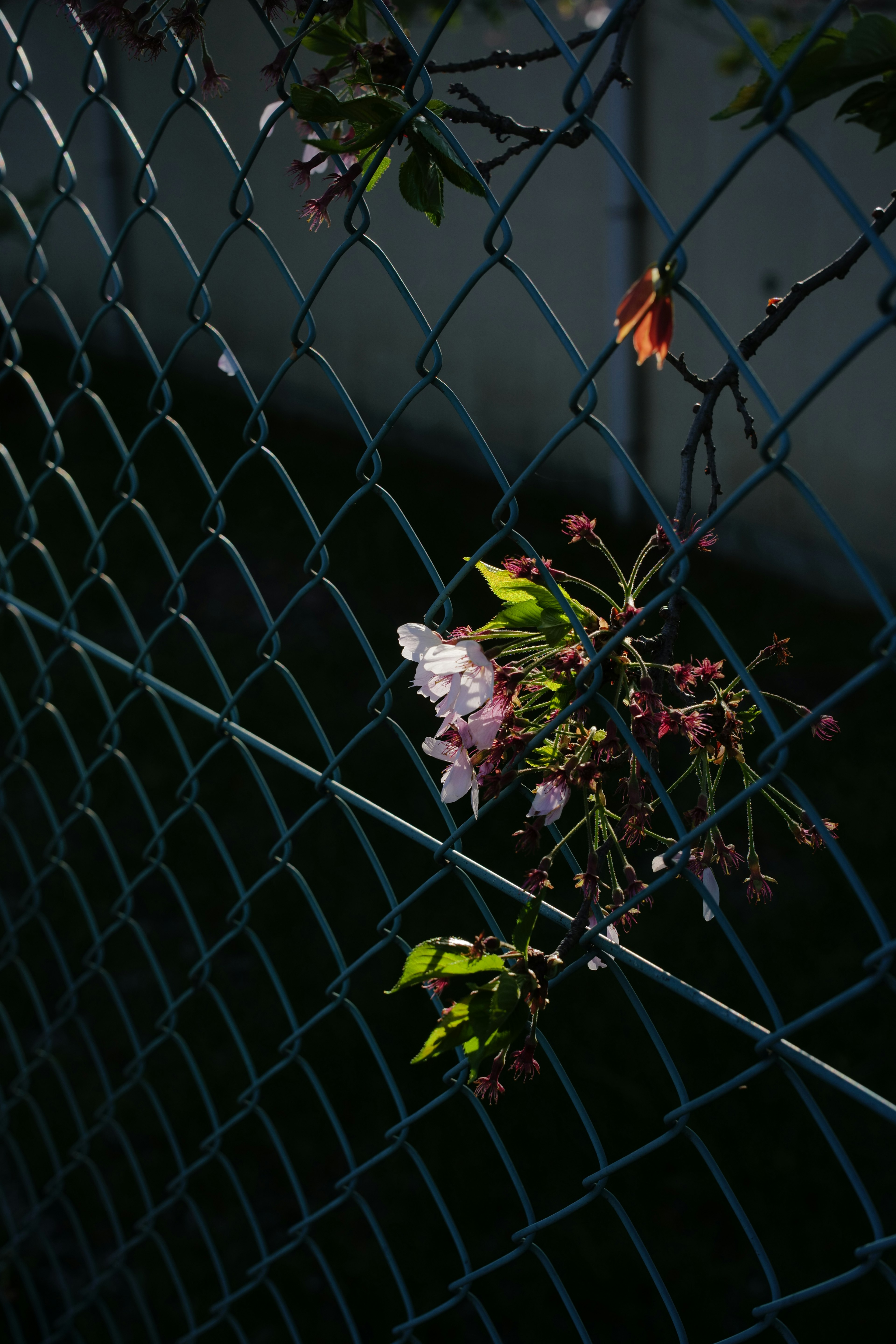 緑の葉と薄いピンクの花が青いフェンスに掛かっている