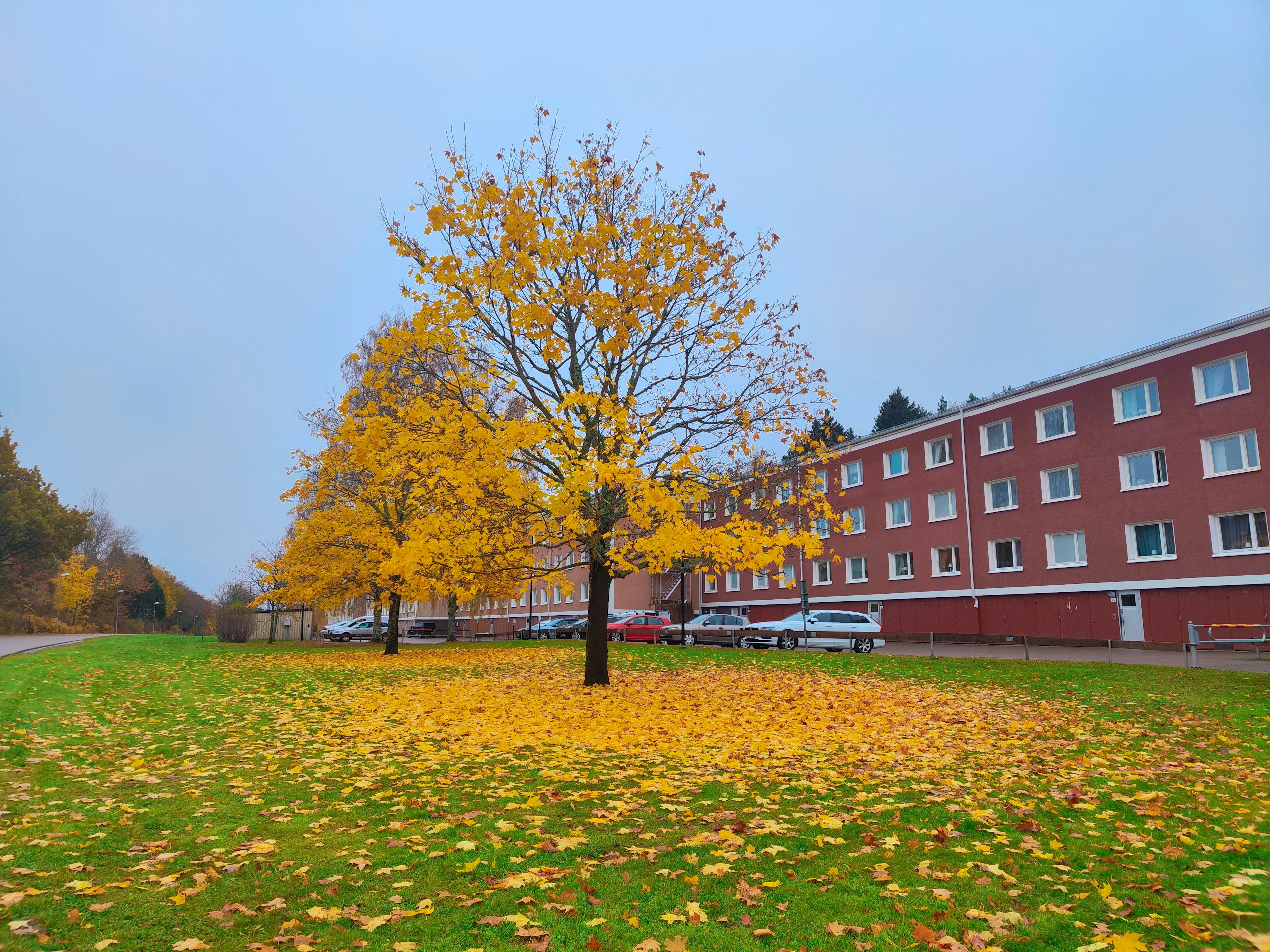 Un arbre solitaire aux feuilles jaunes brillantes entouré de feuilles tombées dans un parc à côté d'un bâtiment en briques rouges