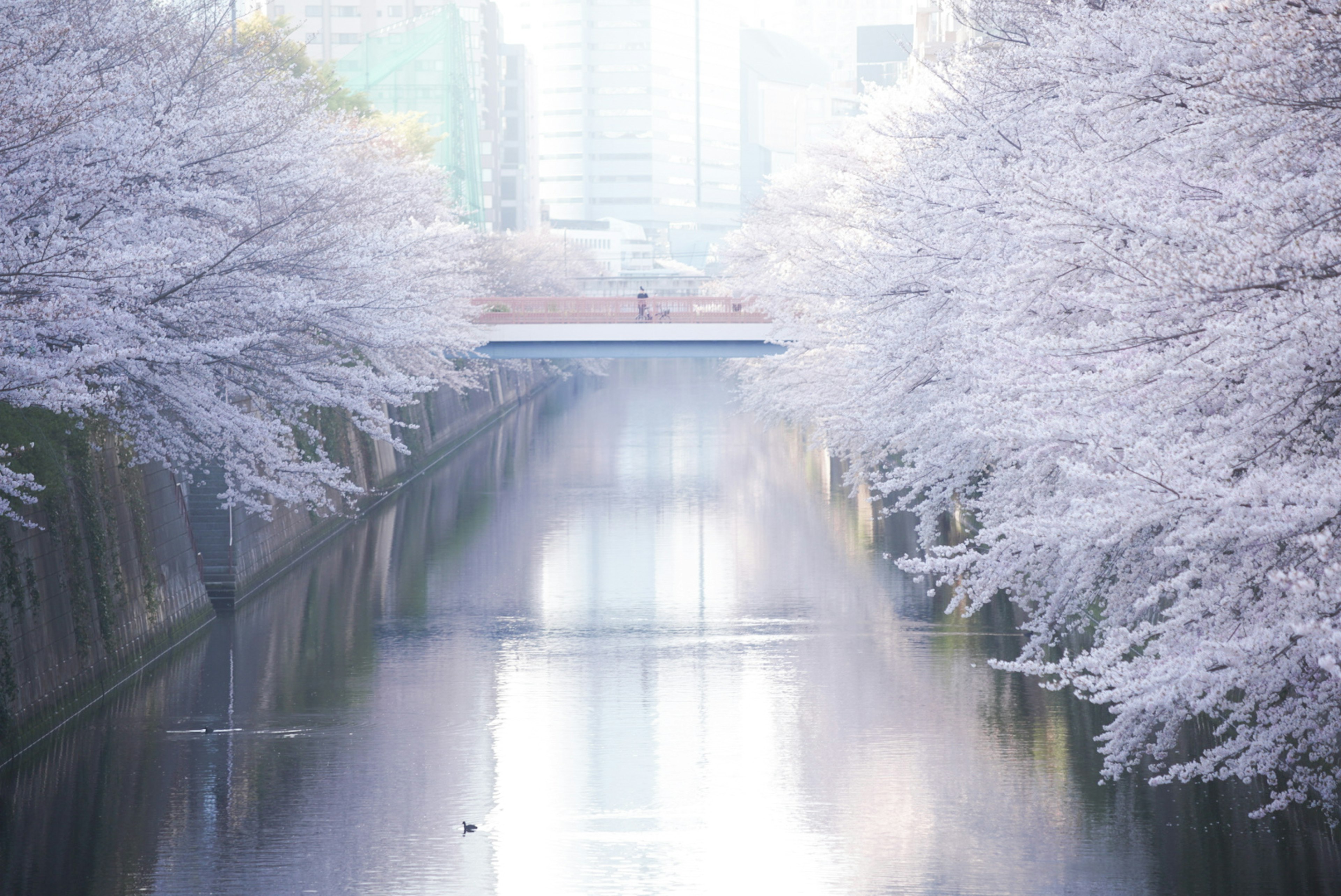 桜の木が並ぶ川の風景と橋のある春の景色