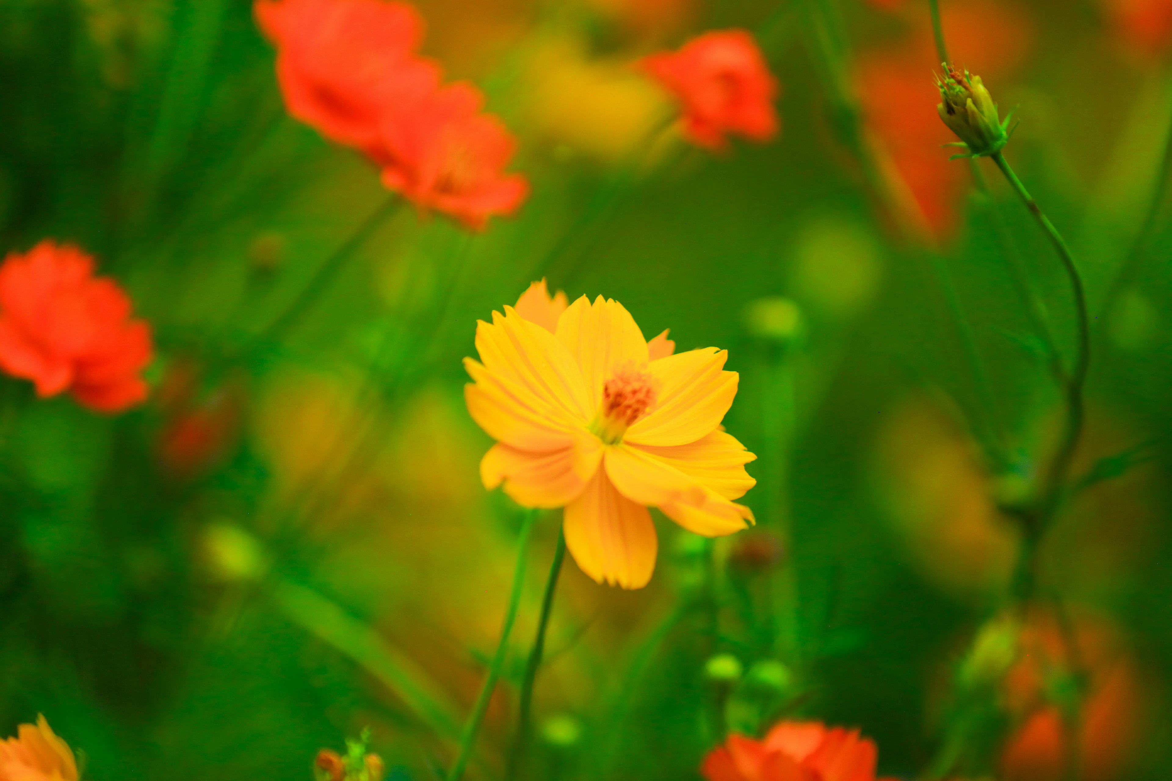 Eine lebendige gelbe Blume sticht in einer bunten Blütenpracht in einer üppigen grünen Umgebung hervor