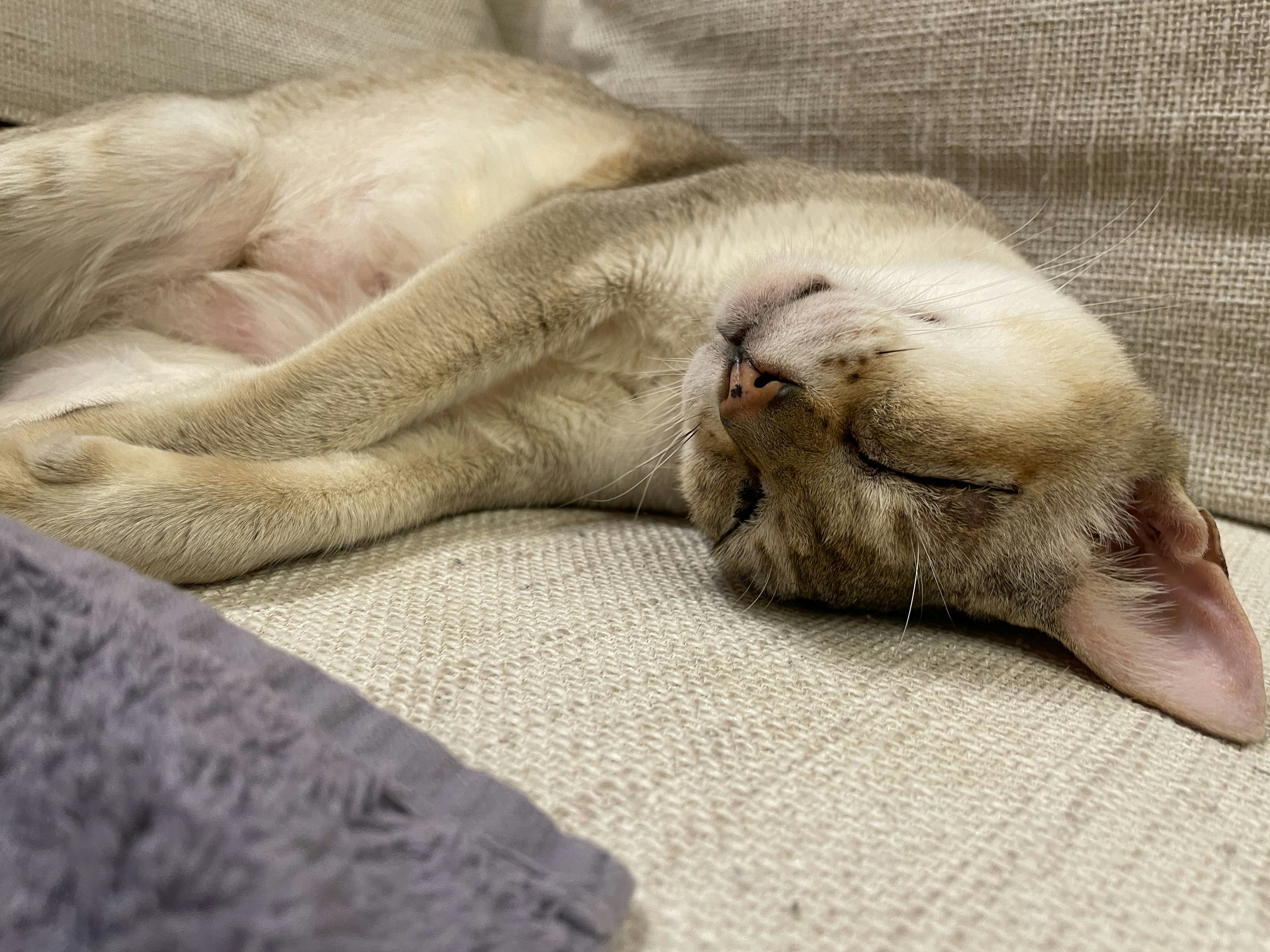 眠っている猫がソファでくつろいでいる姿