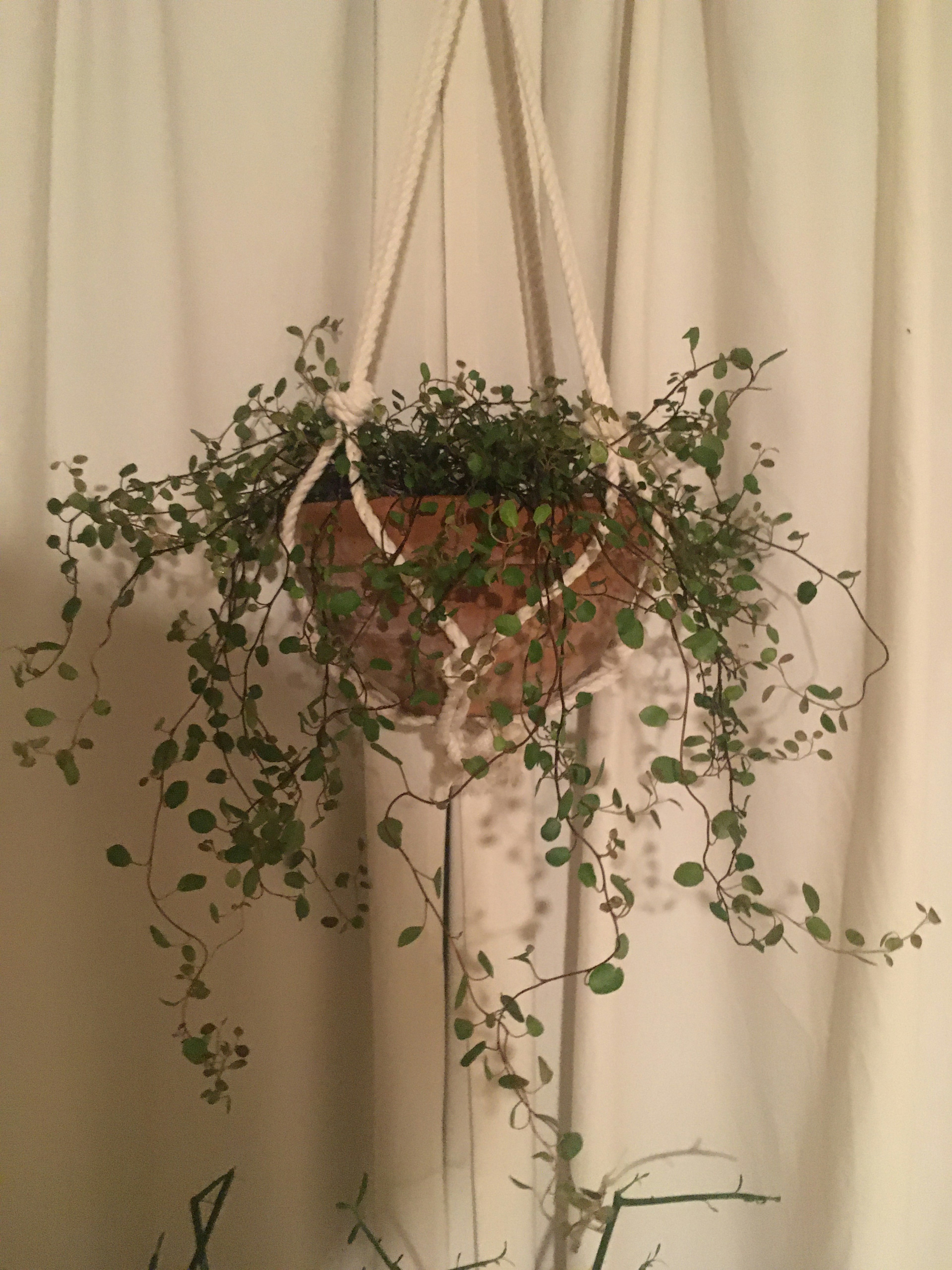 Hanging planter with green plants suspended indoors