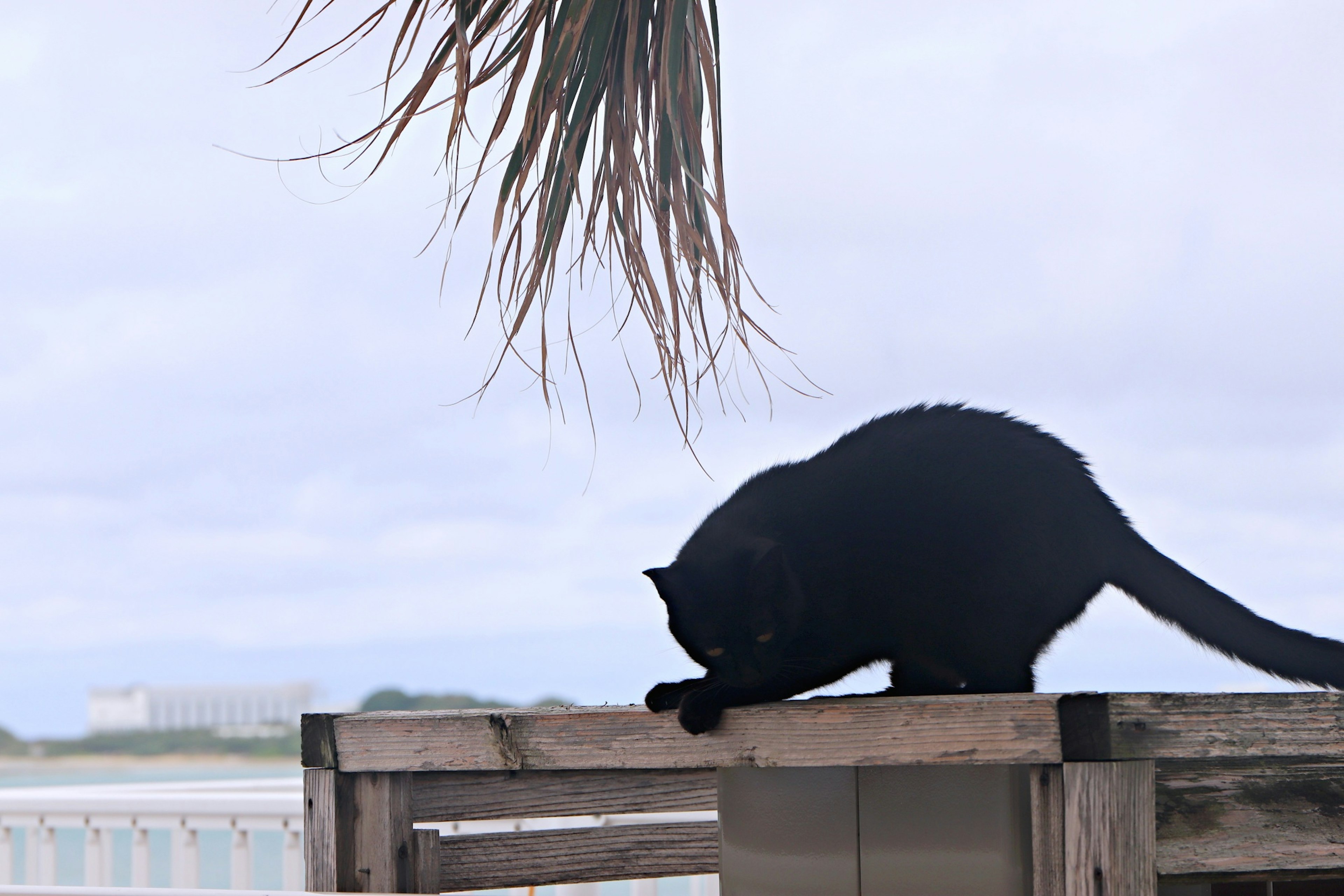 海の近くの木製のテーブルの上で遊んでいる黒猫