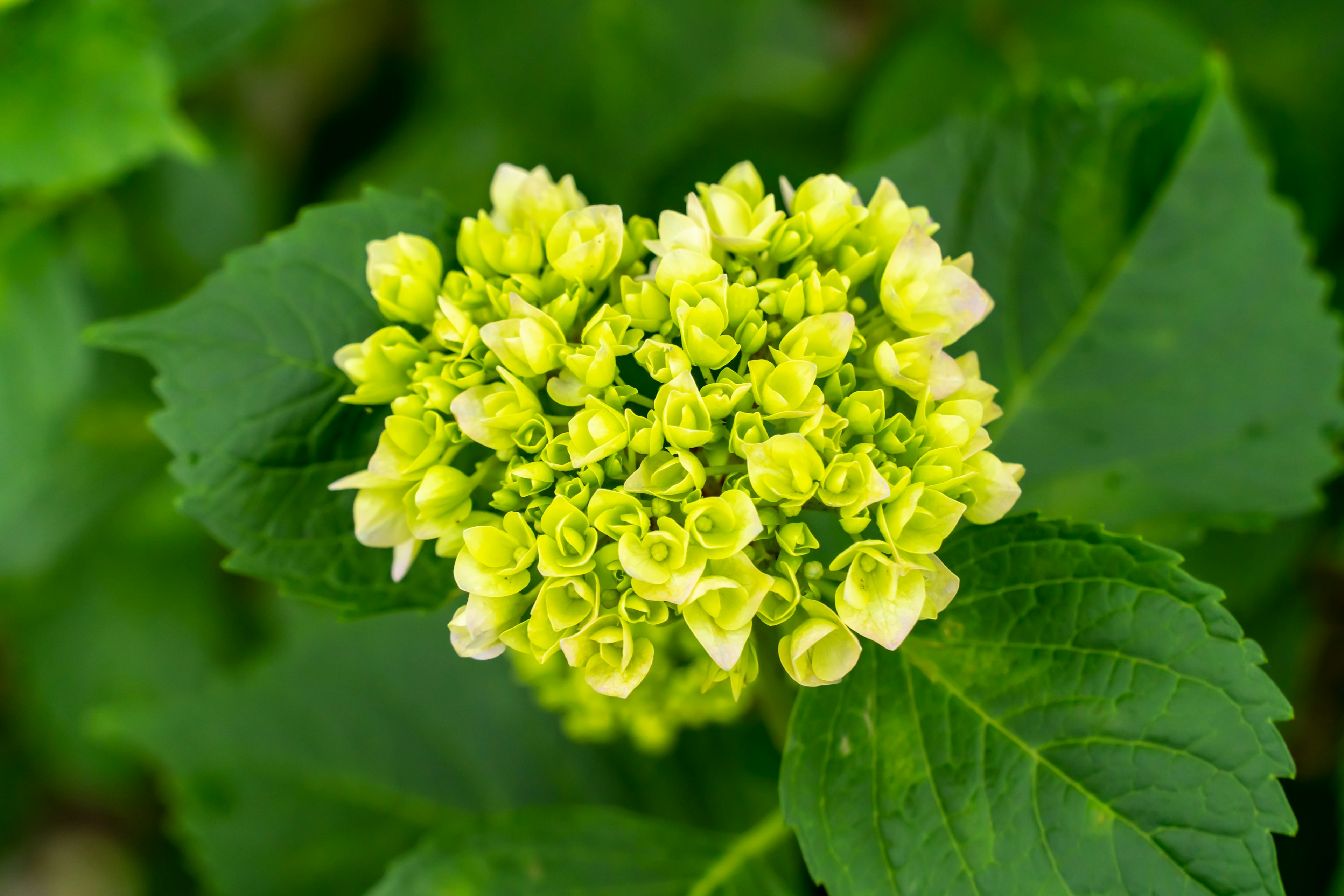 Budd von Hortensie mit grünen Blüten und umgebenden Blättern