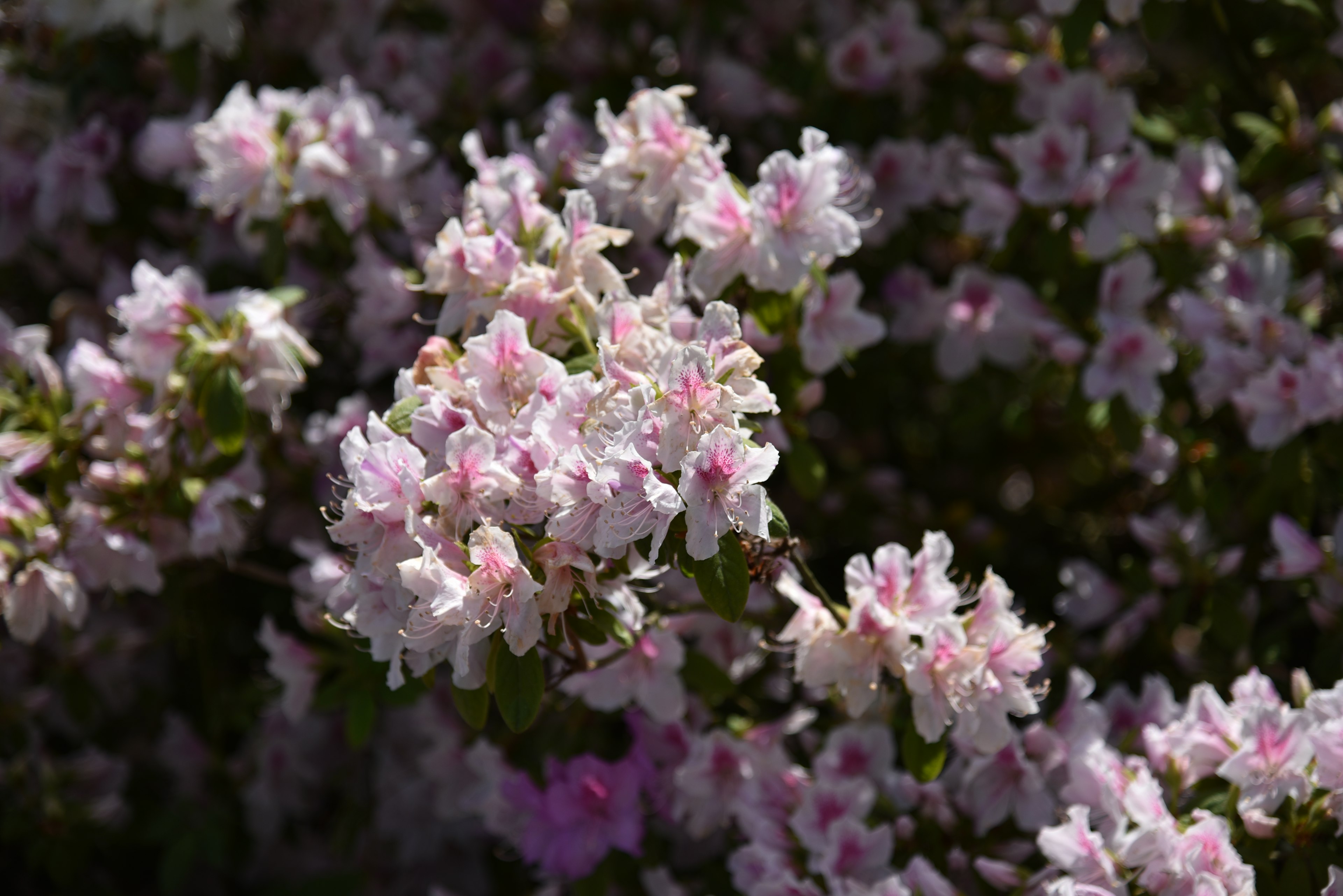 Buisson avec des fleurs roses pâles