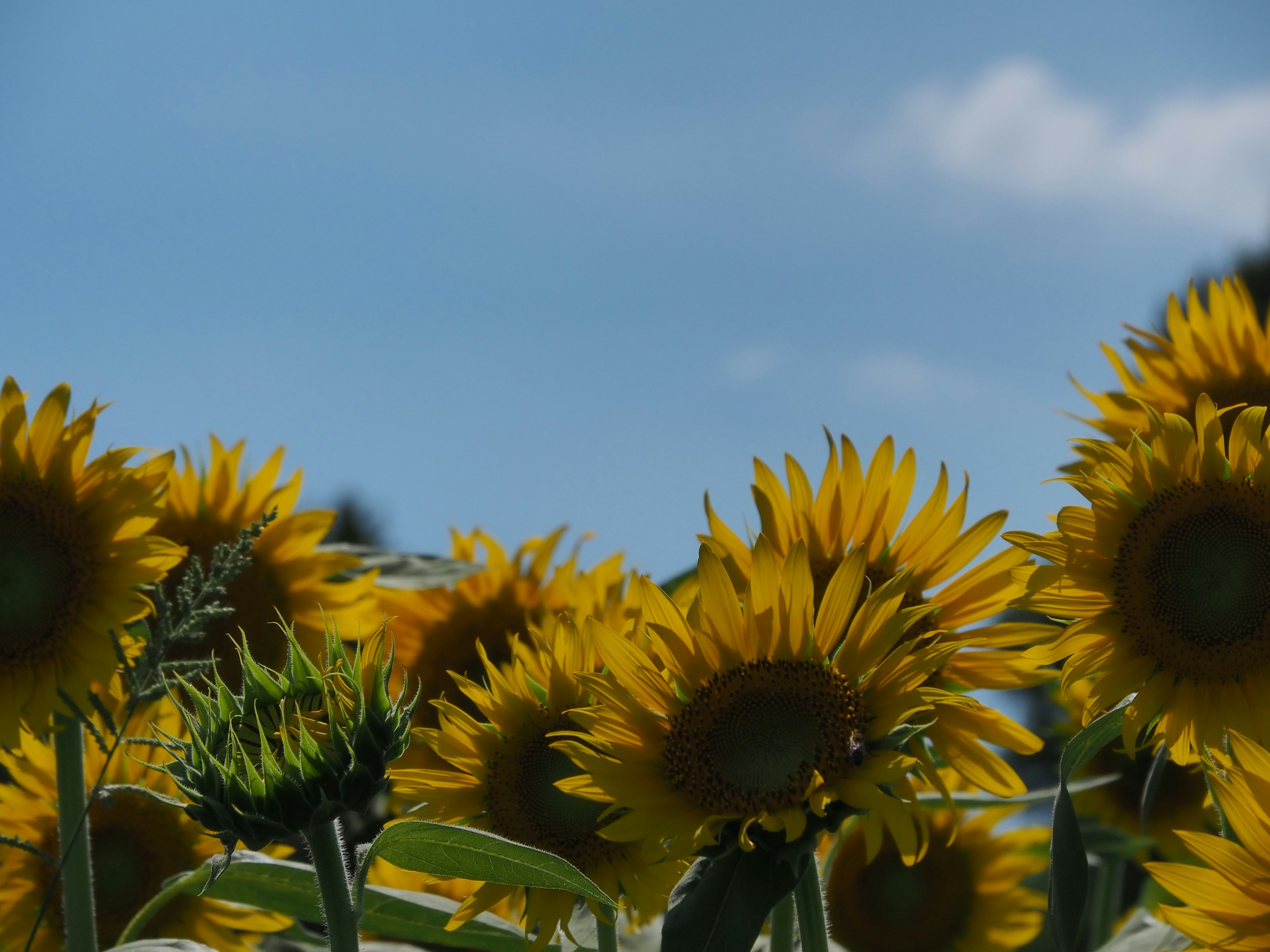 Champs de tournesols vibrants sous un ciel bleu