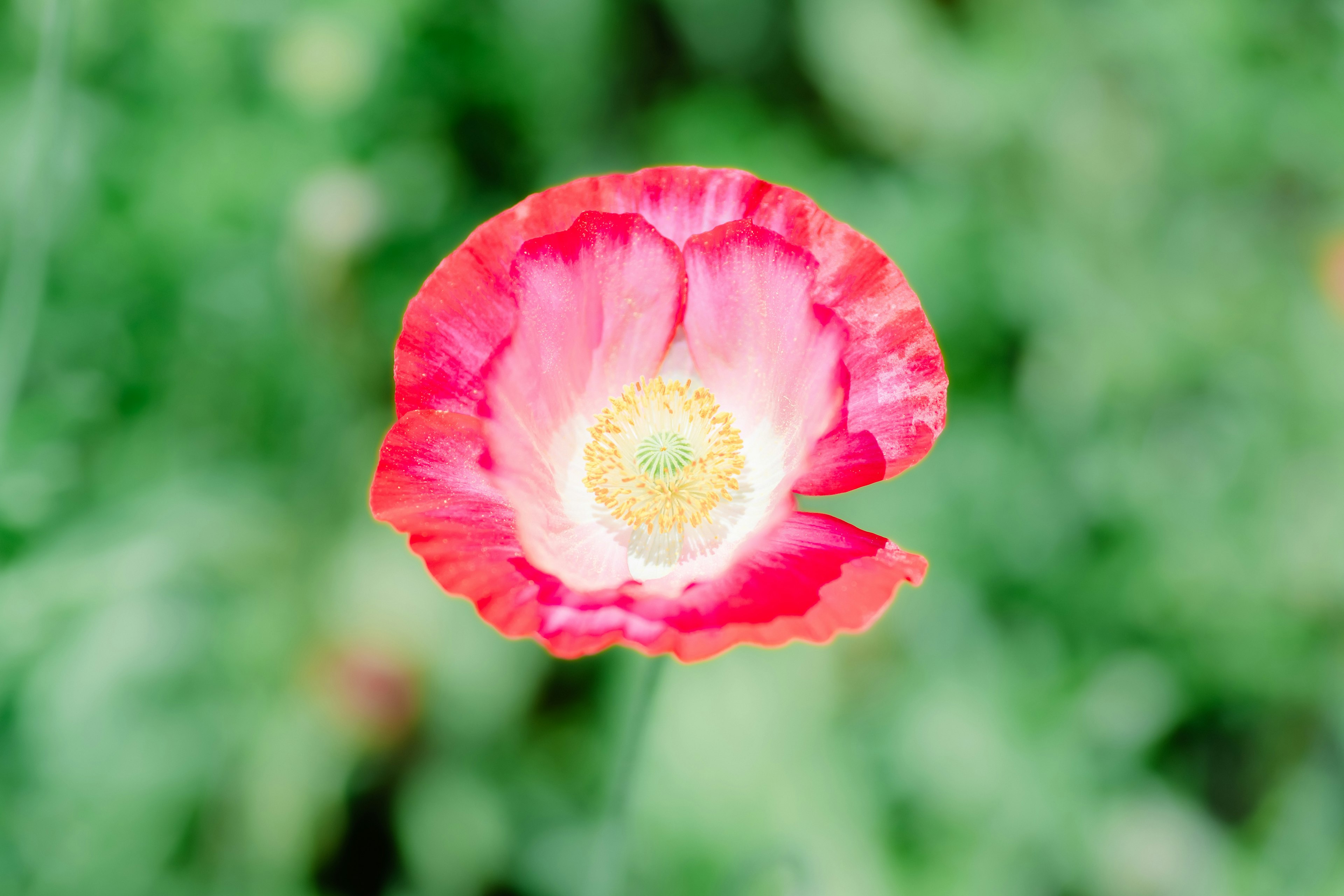 鮮やかな赤い花弁を持つポピーの花が中心に咲いている