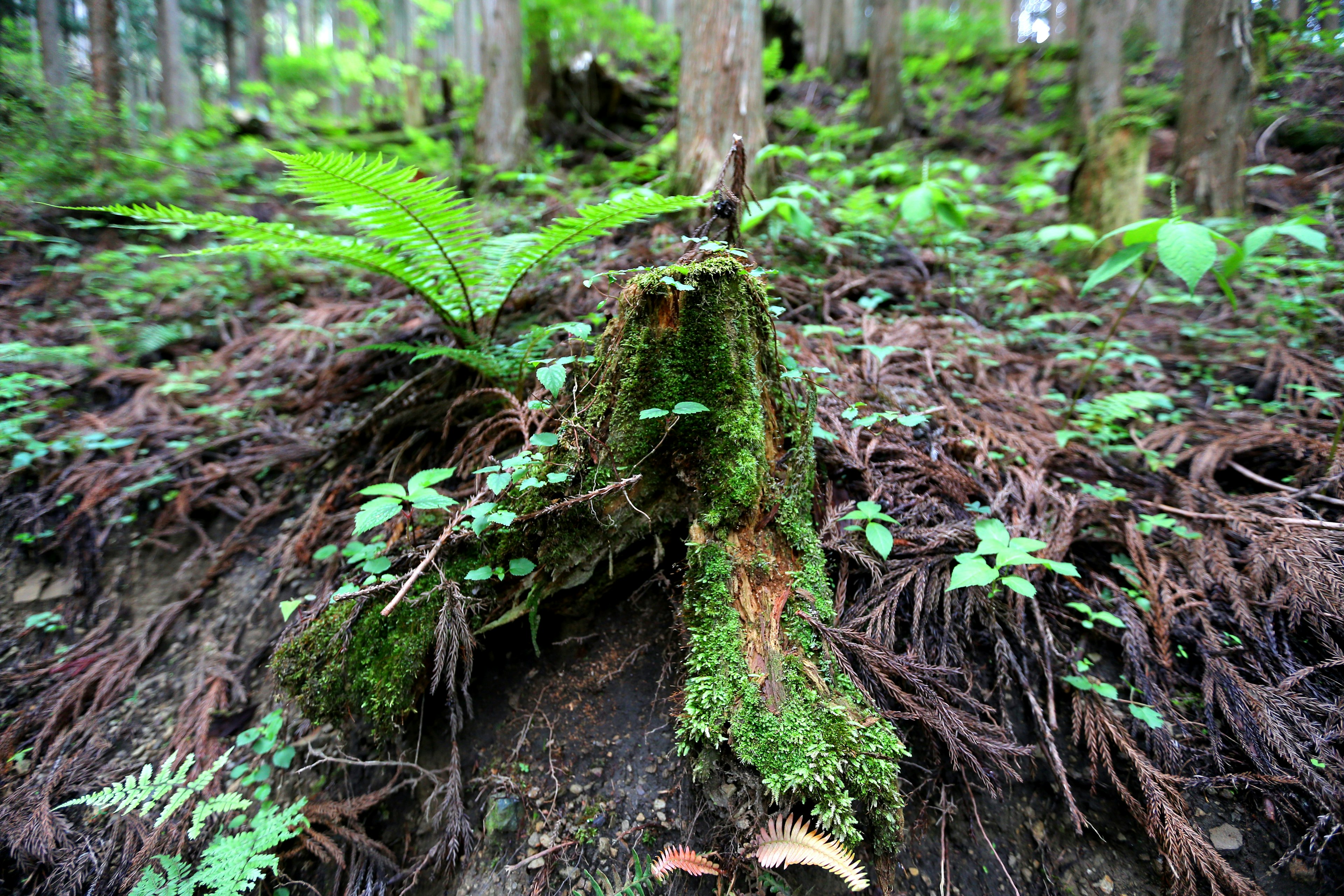 Souche d'arbre couverte de mousse entourée d'une végétation luxuriante dans une forêt