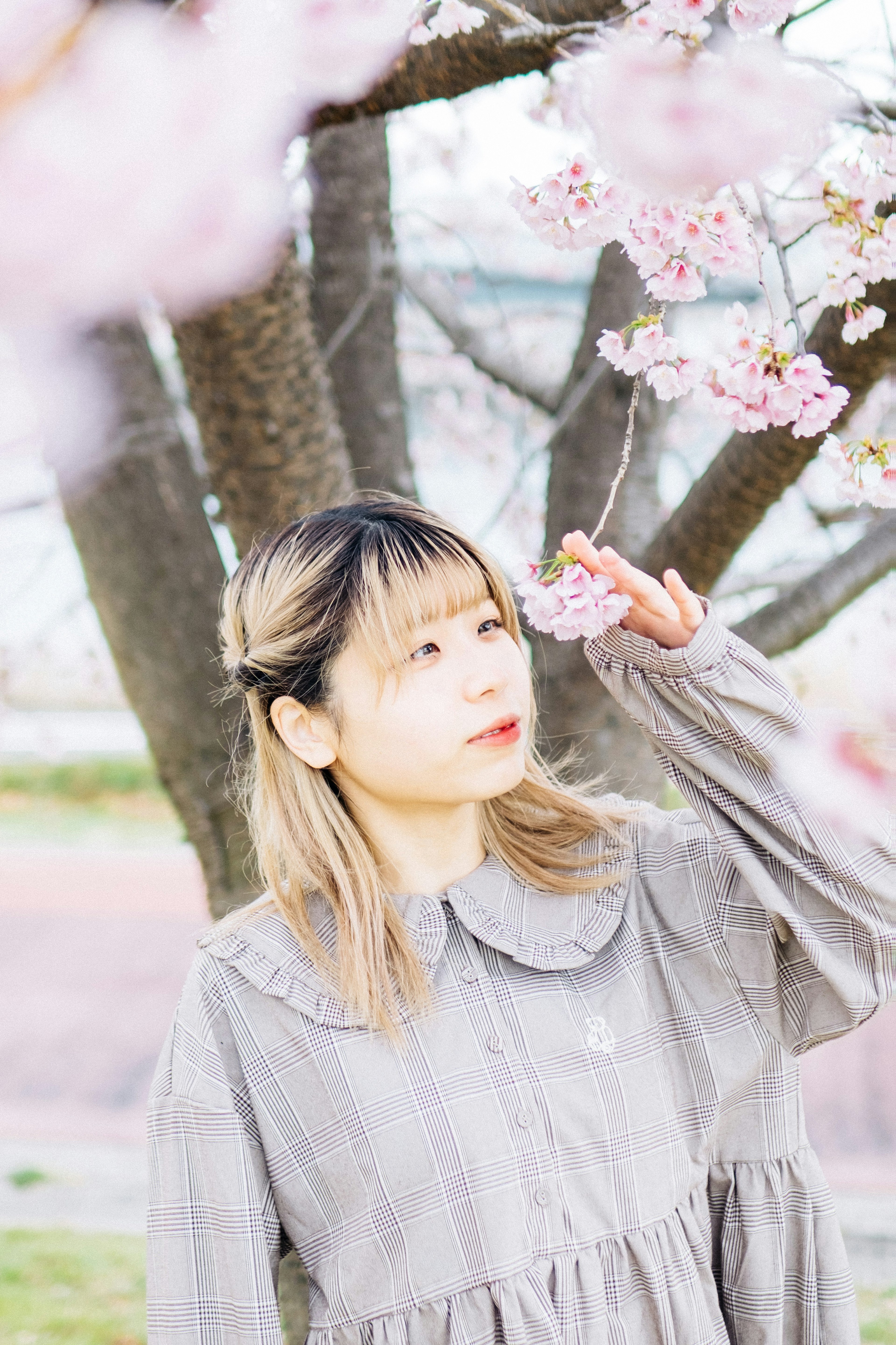 桜の木の下で花に触れる女性のポートレート