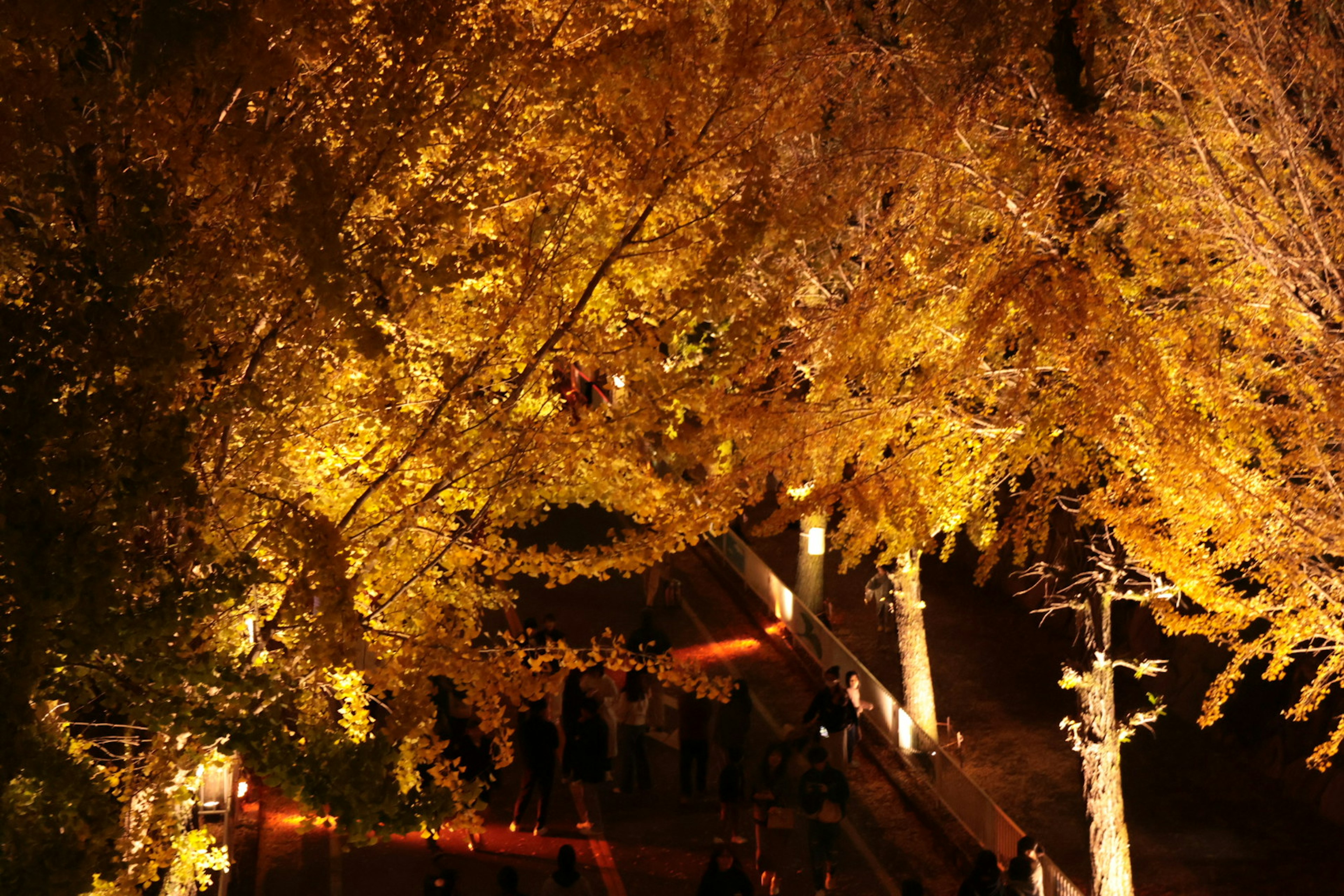 Illuminated autumn foliage trees at night with silhouettes of people