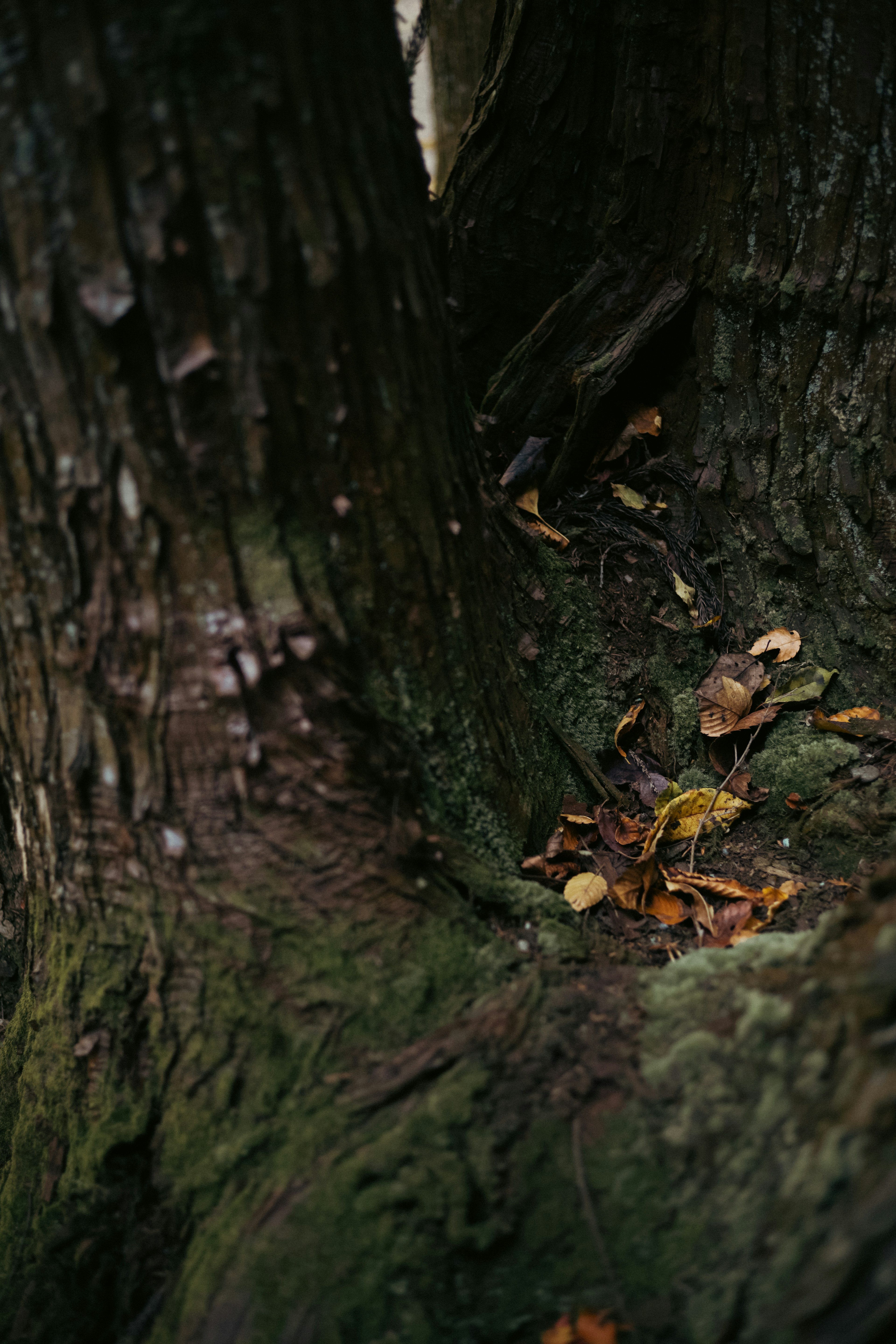 View of fallen leaves between tree trunks