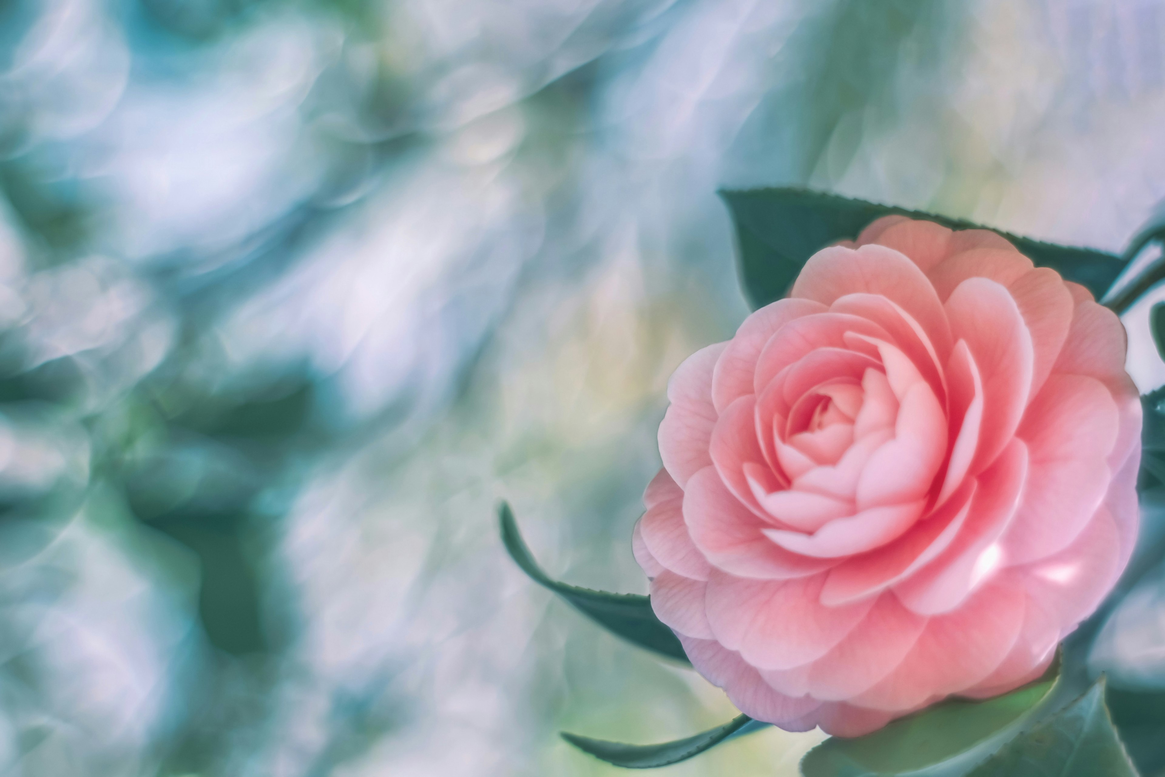 A soft pink flower with a blurred background