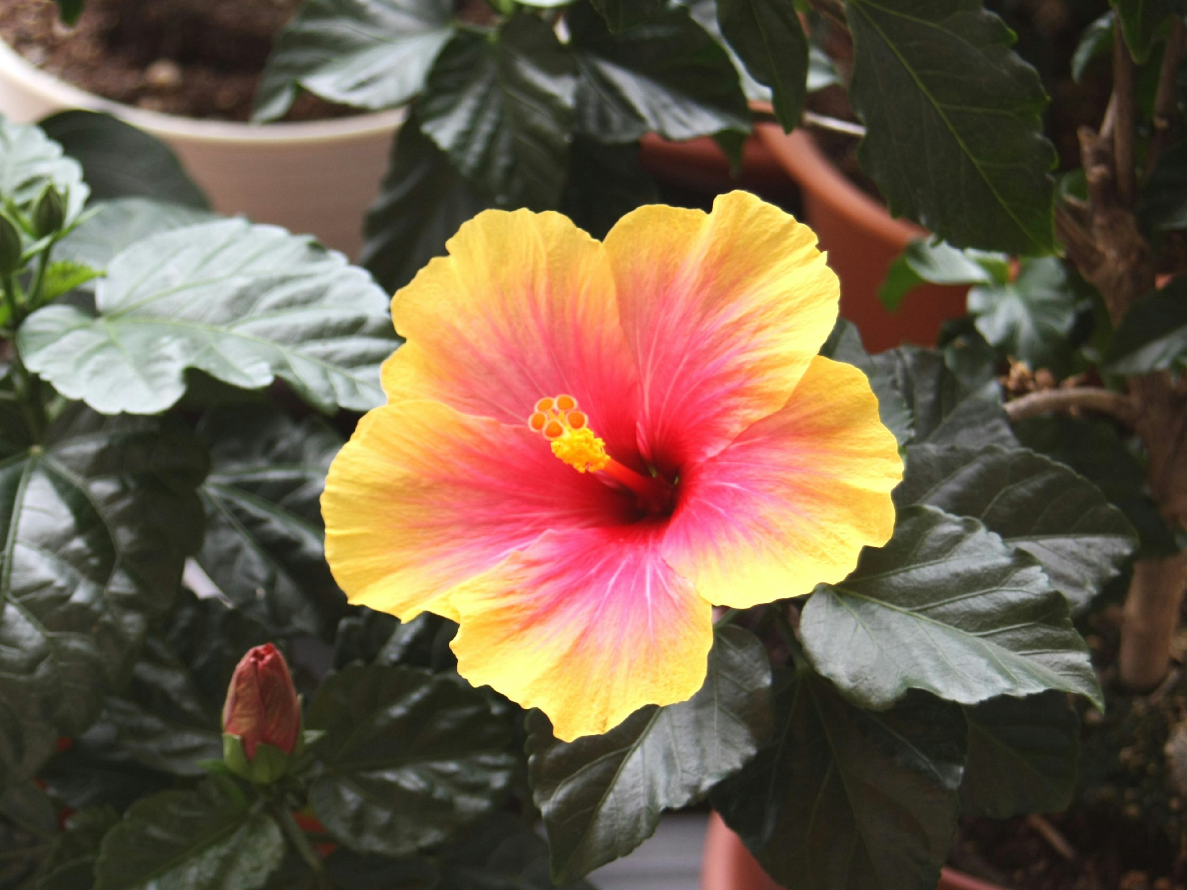 Flor de hibisco amarillo y rosa vibrante floreciendo entre hojas verdes