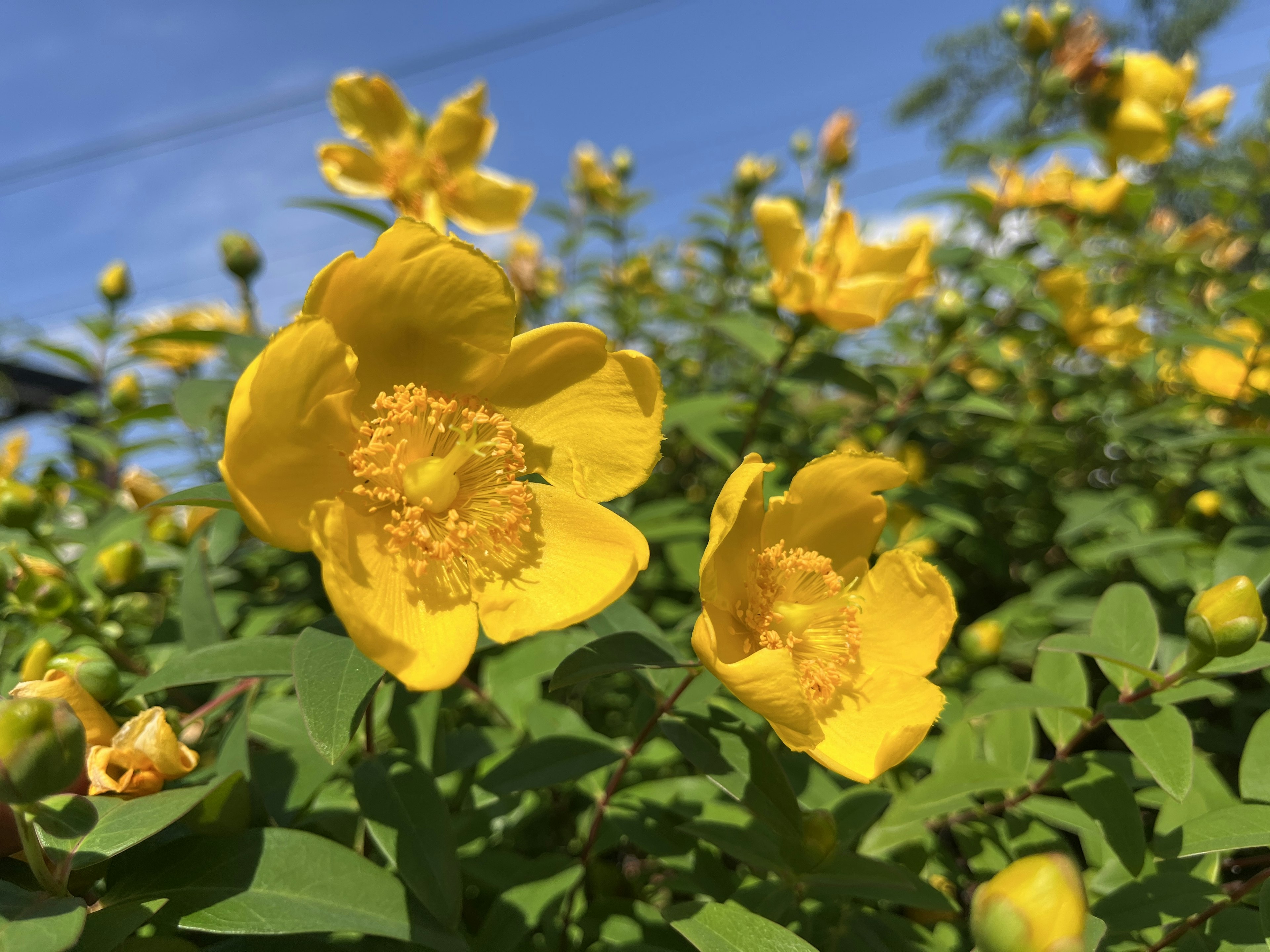 Nahaufnahme von leuchtend gelben Blumen auf grünem Laub vor blauem Himmel