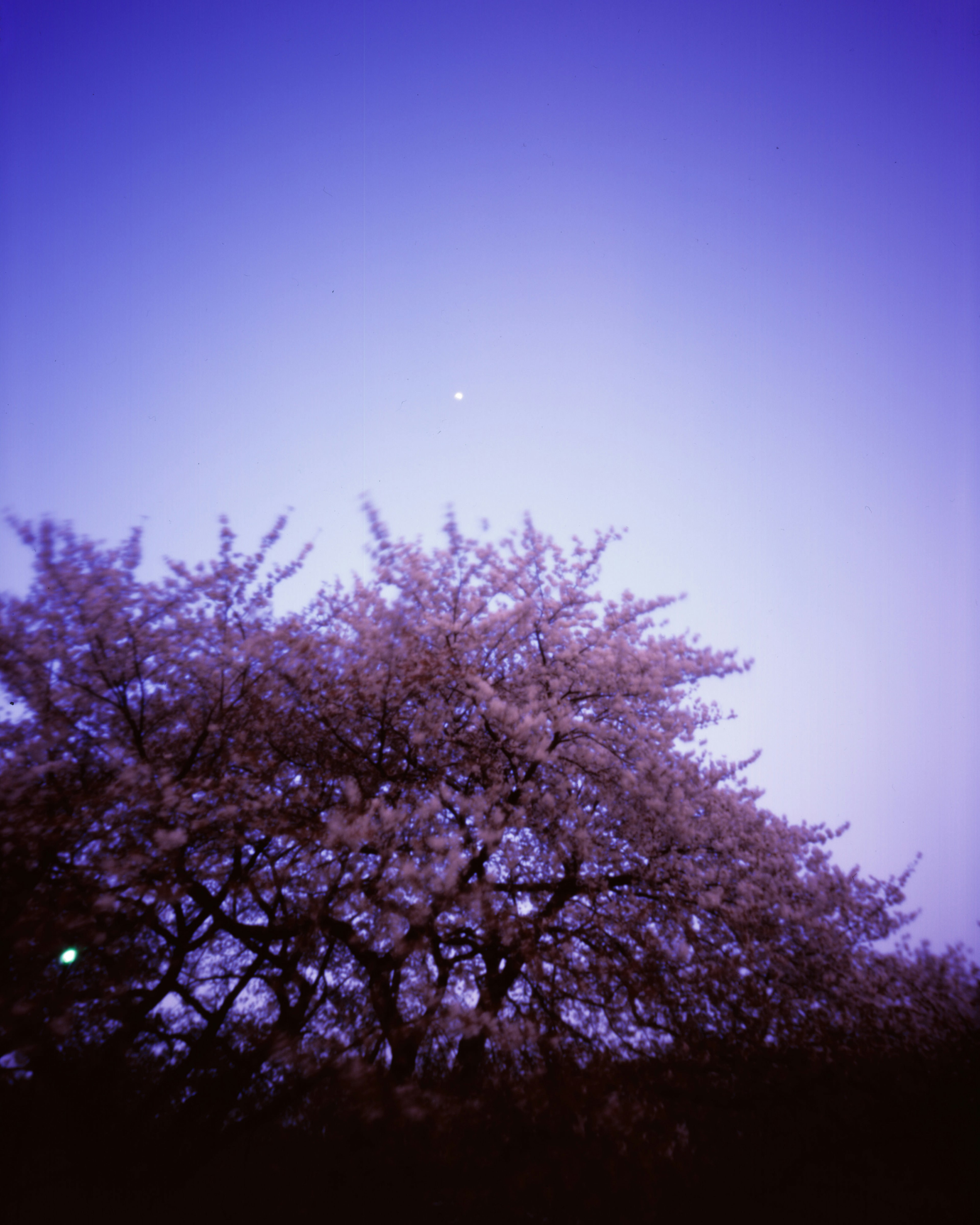 Siluet pohon sakura di latar belakang langit ungu dengan bulan yang terlihat