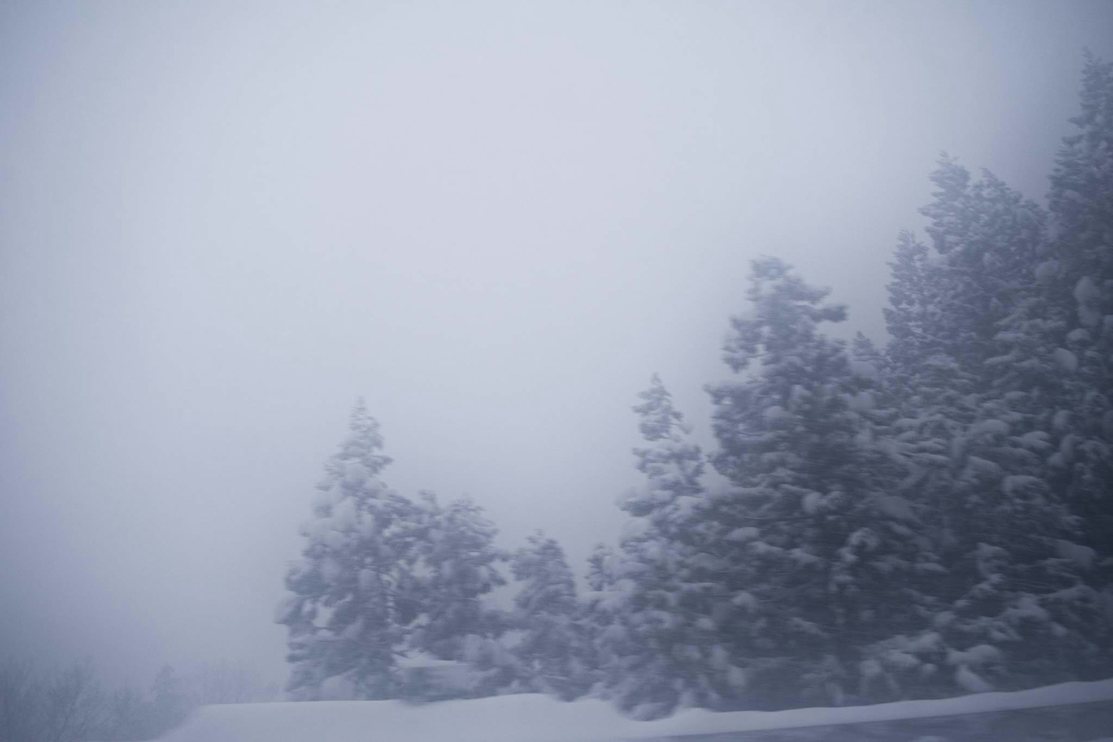 冬季景观，雾中的雪覆盖树木