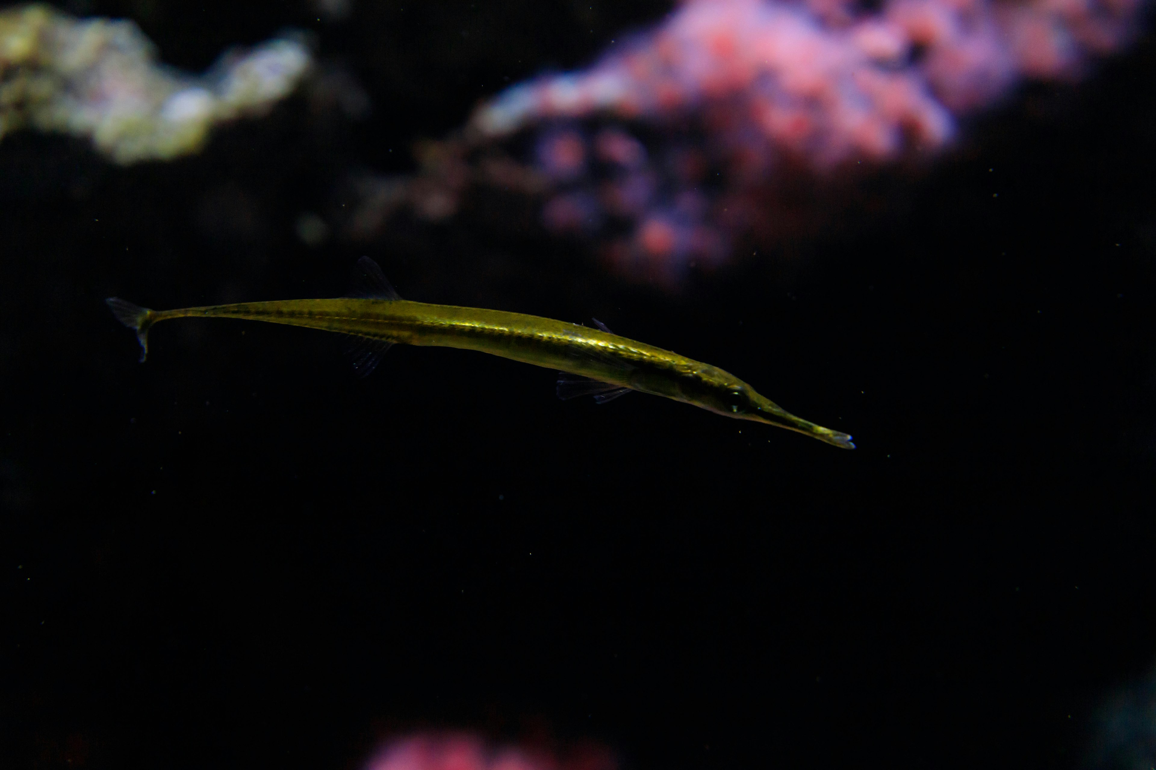 Image of a long fish swimming in water with colorful coral in the background