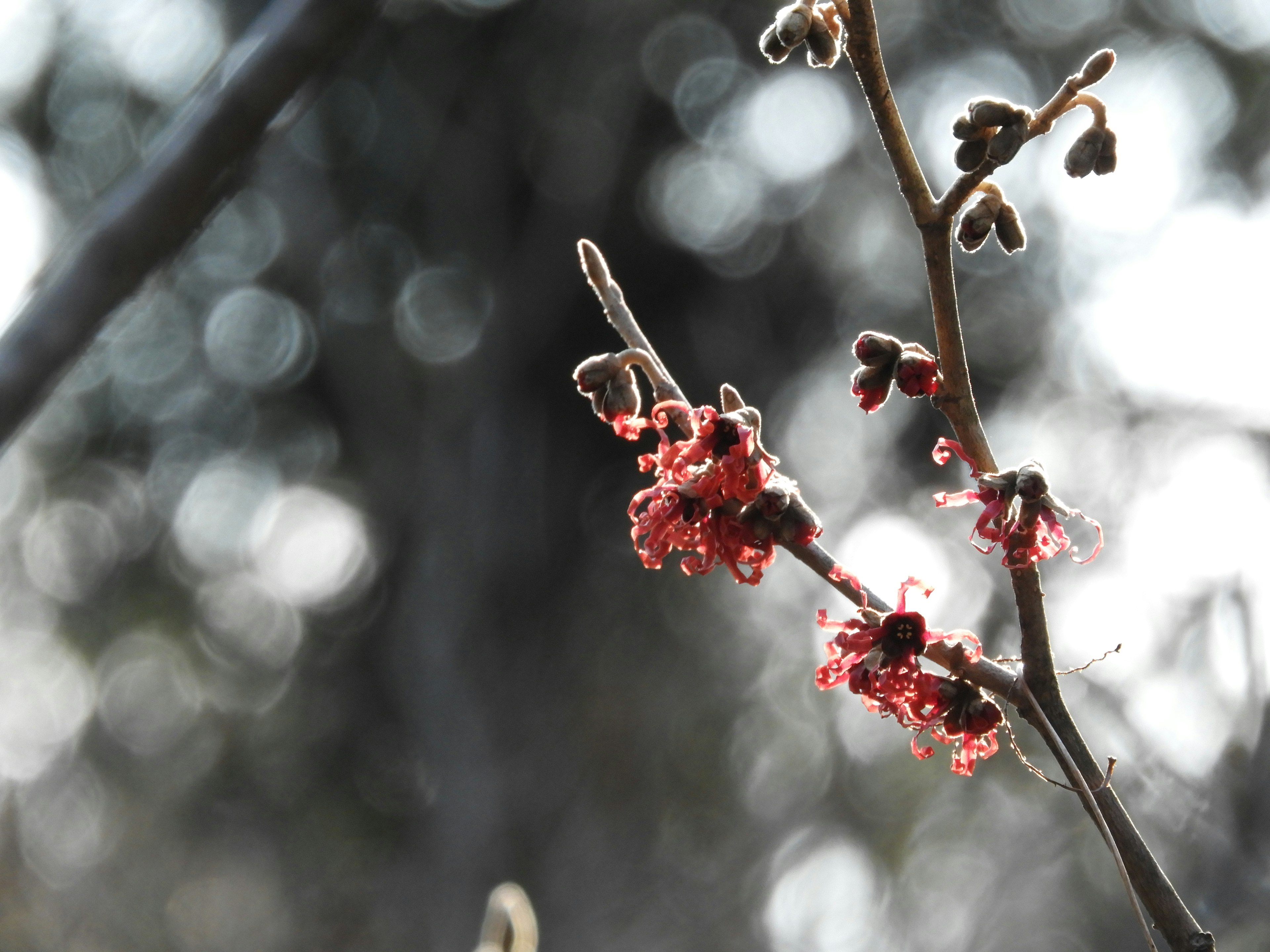 Nahaufnahme eines dünnen Zweigs mit roten Blüten vor einem verschwommenen grünen Hintergrund