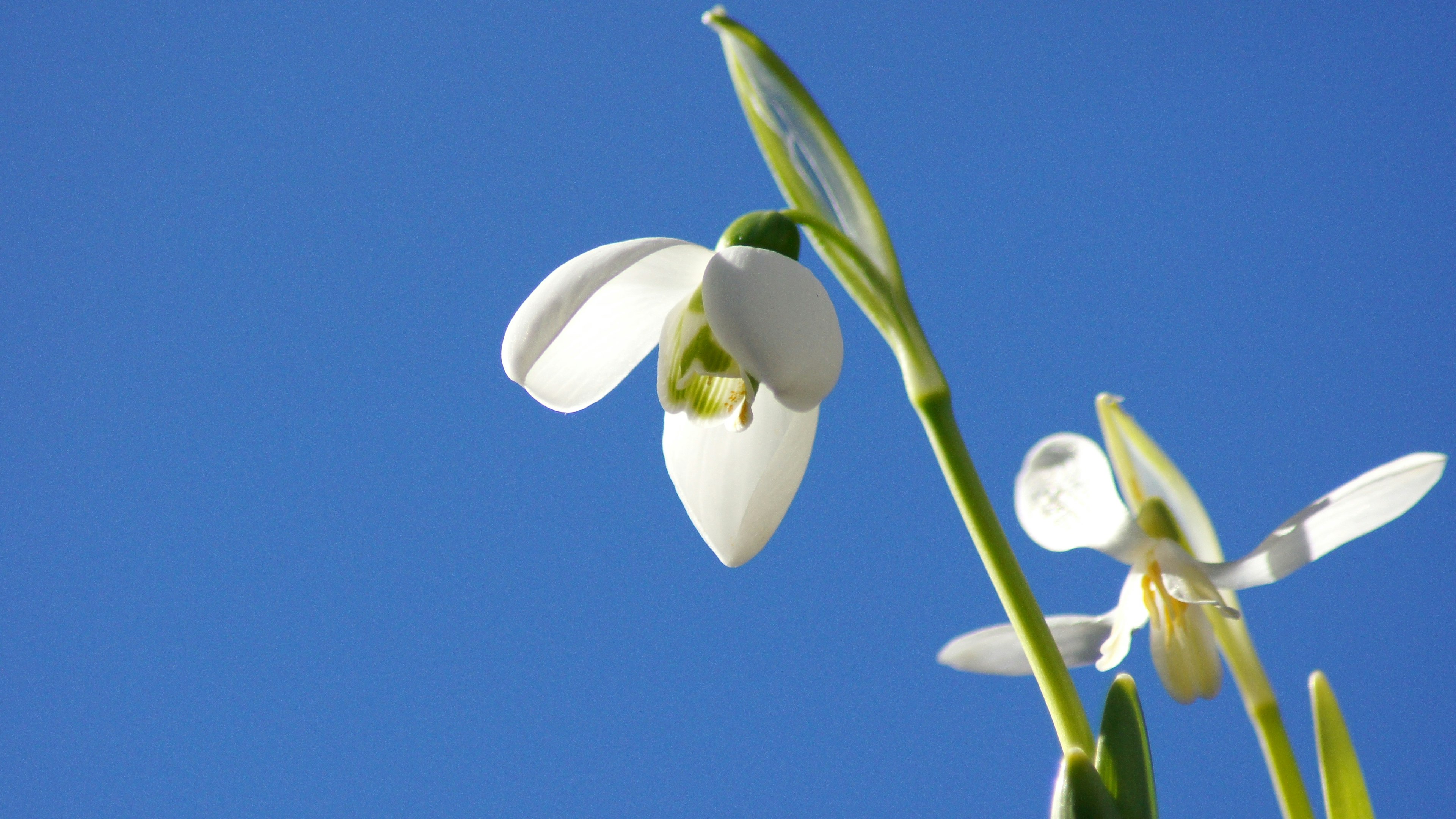 Acercamiento de flores de campanilla sobre un fondo de cielo azul