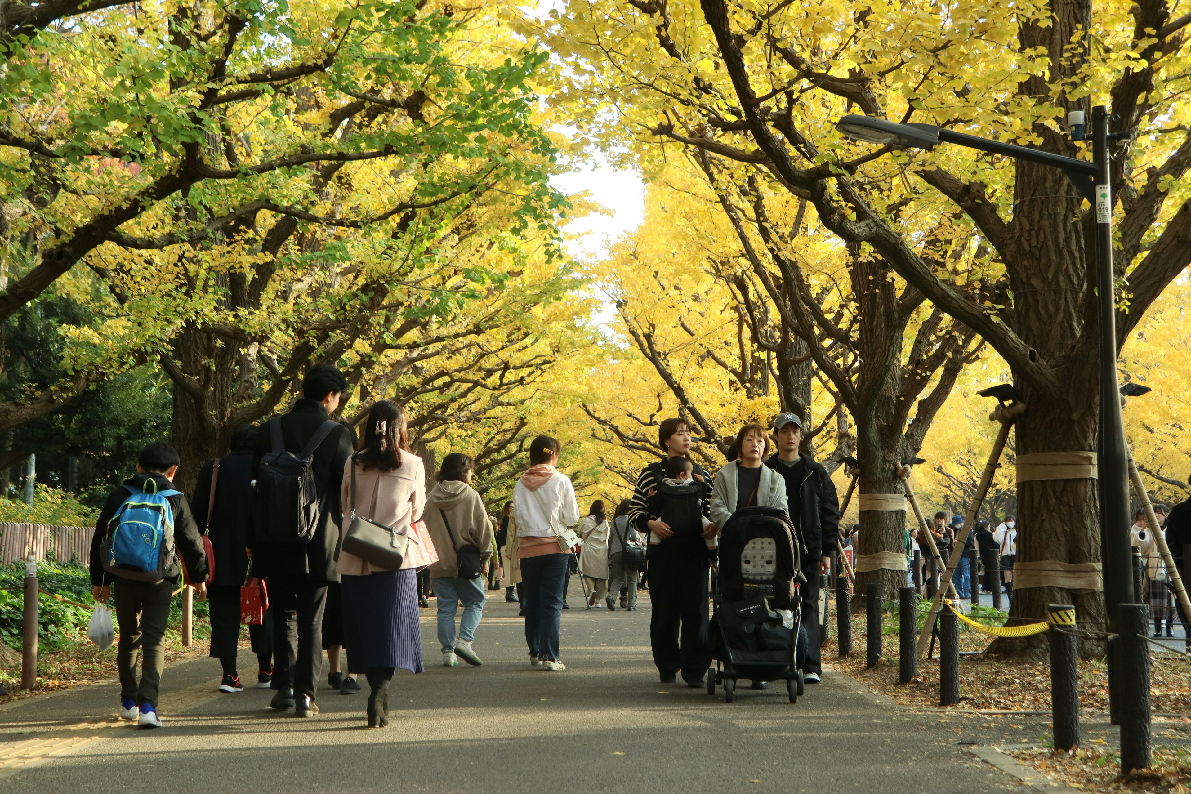 秋の黄葉に囲まれた散策路を歩く人々