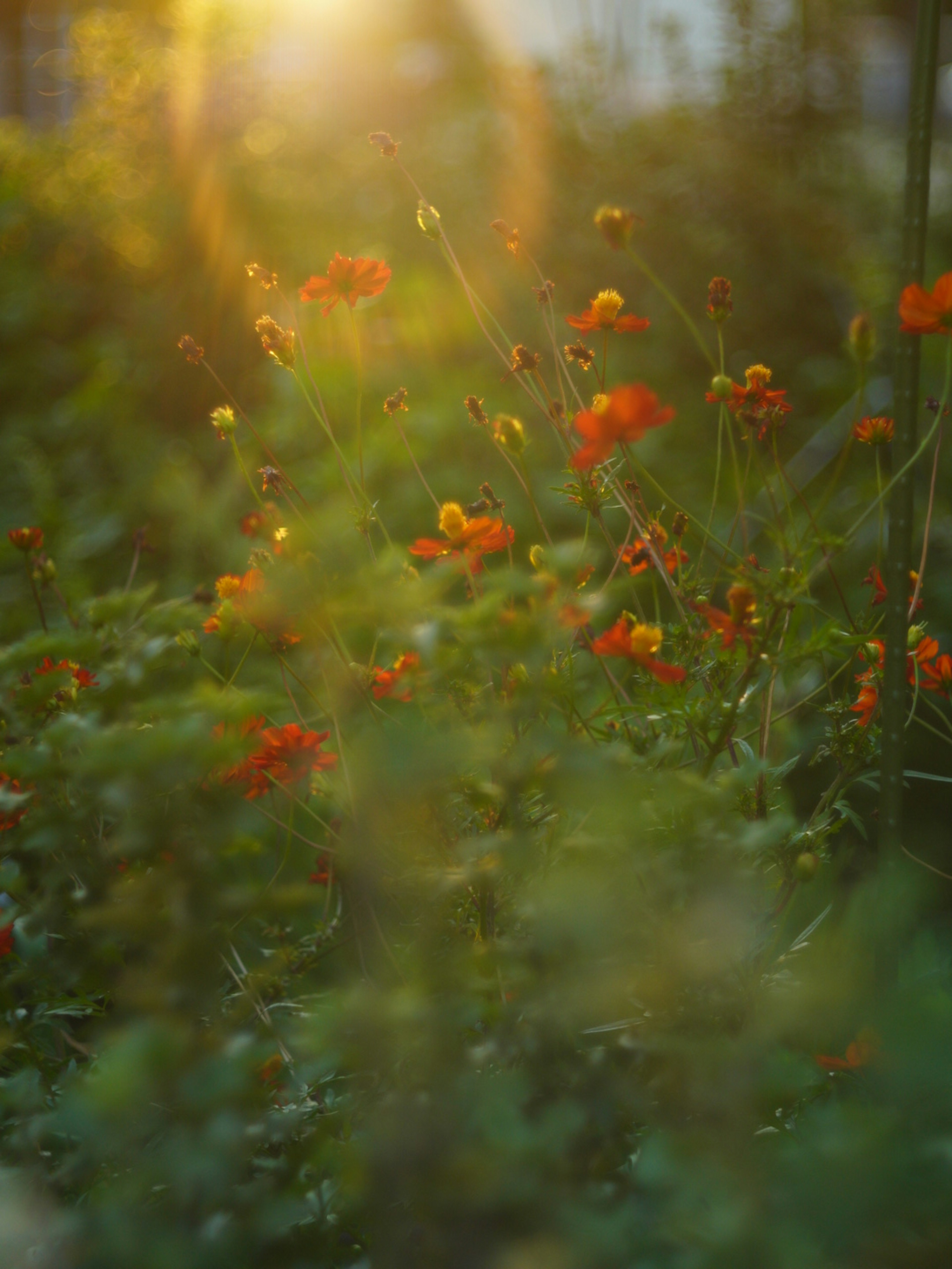 Una hermosa escena de flores rojas y hojas verdes iluminadas por una luz suave