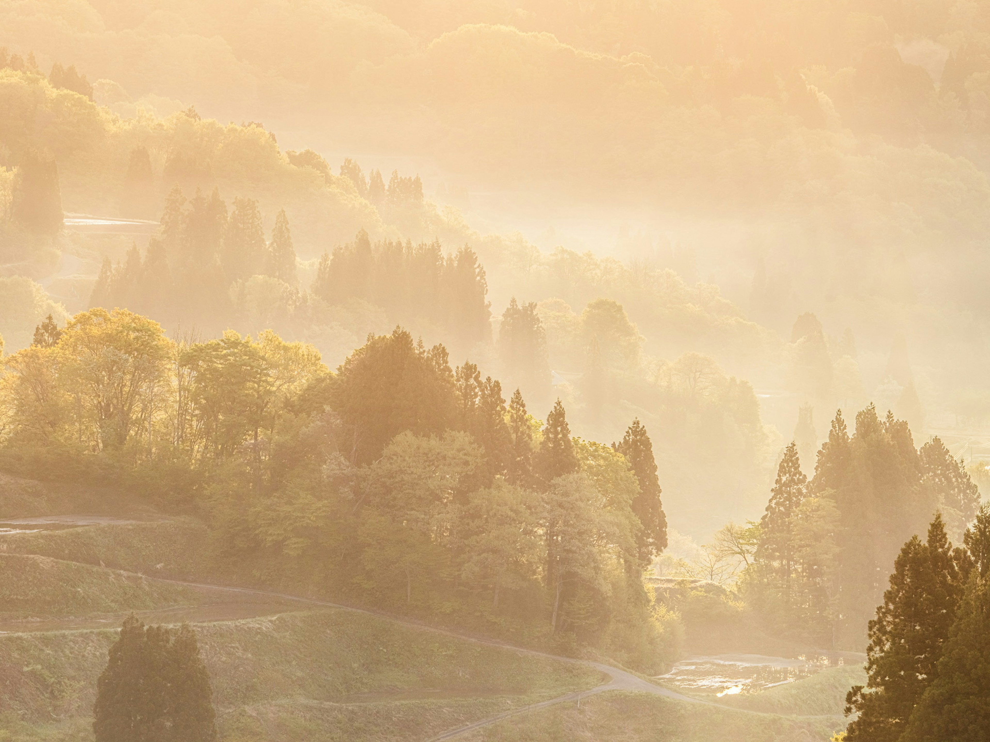 A misty landscape of mountains and trees at dawn