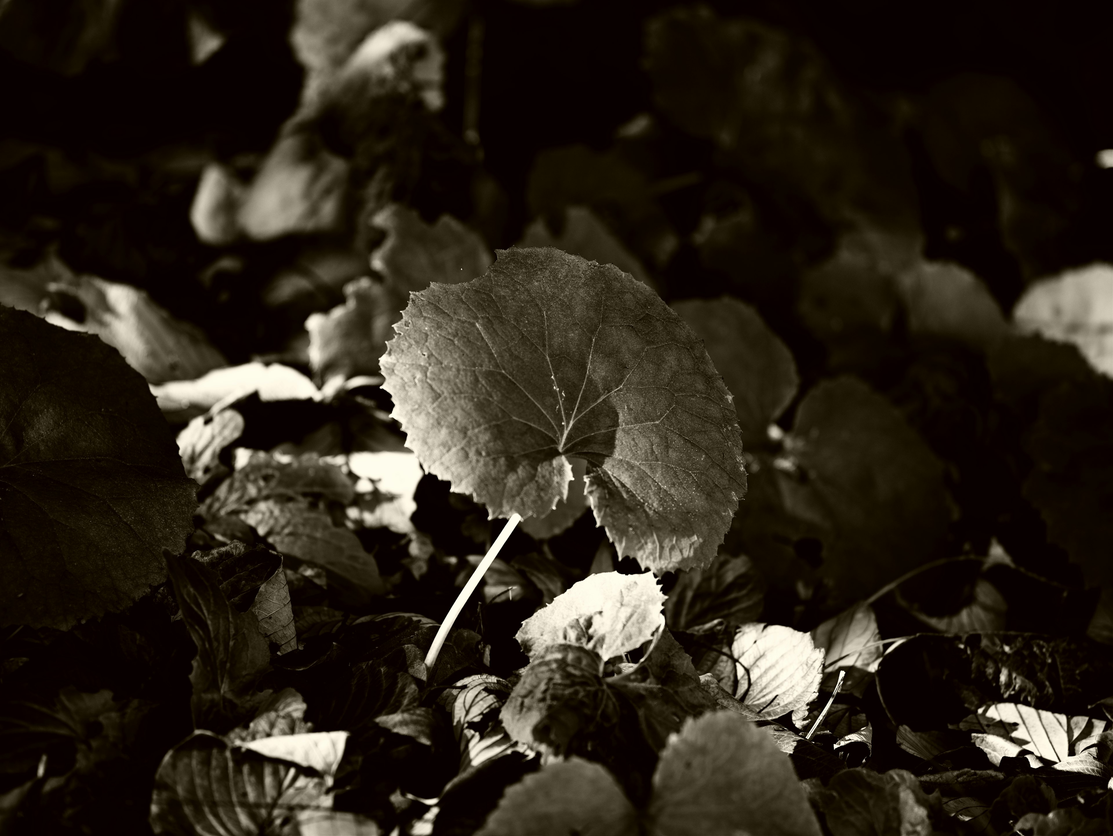 Ein großes Blatt hebt sich auf einem dunklen, mit Blättern bedeckten Boden ab