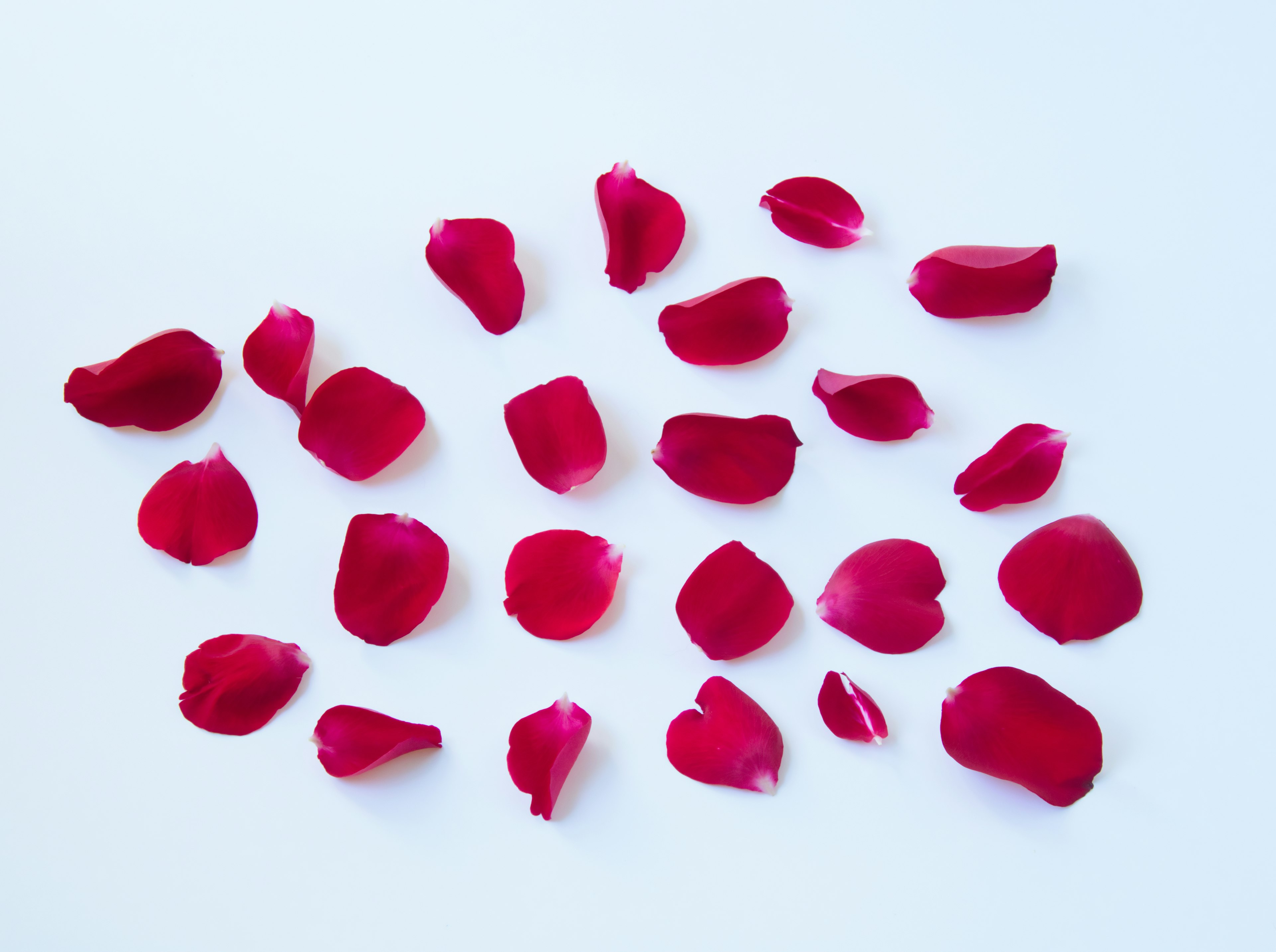 Pétales de rose rouges éparpillés sur un fond blanc