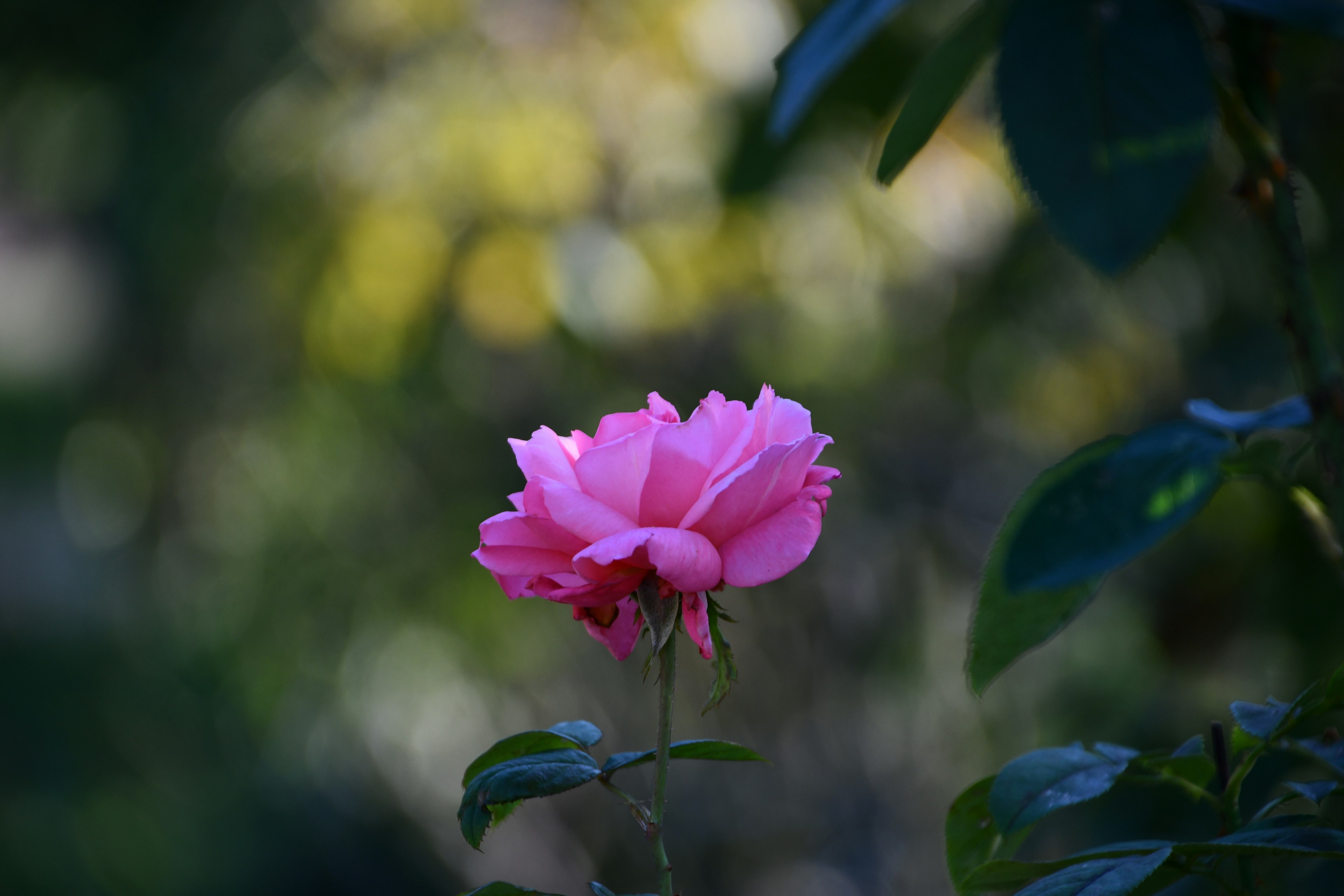 A vibrant pink rose flower stands out against a green background