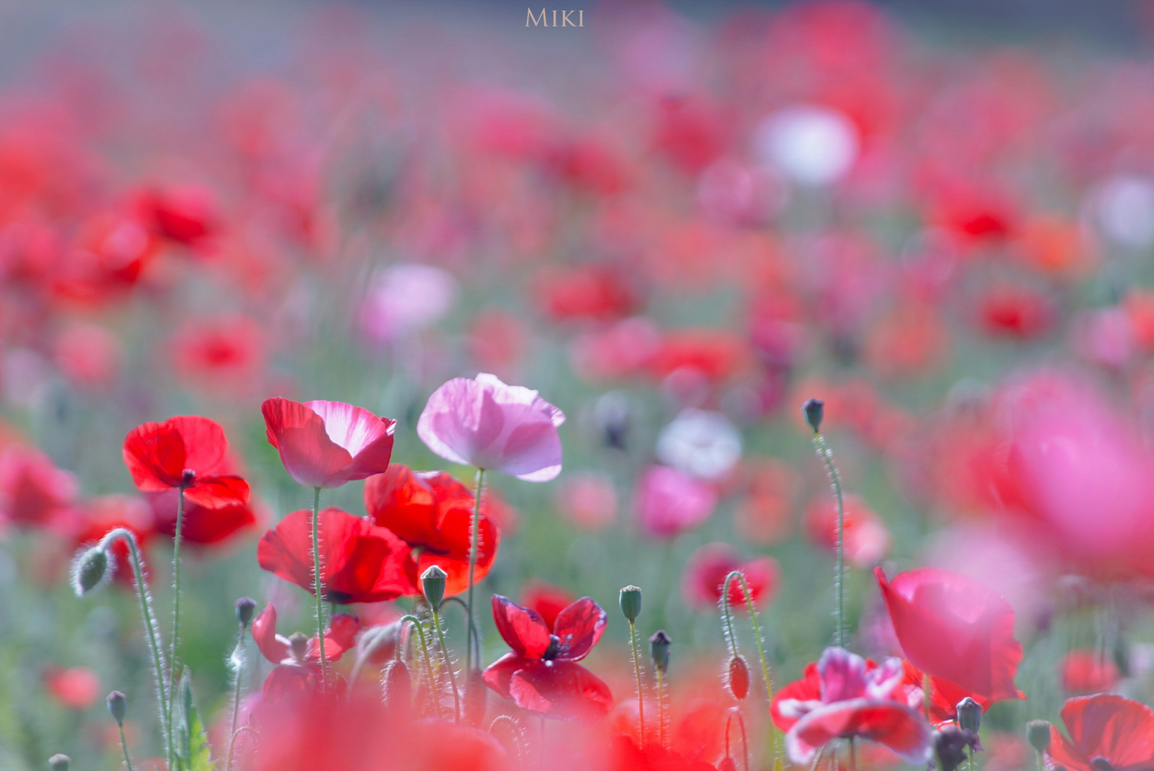 Field of vibrant red and pink poppy flowers in bloom