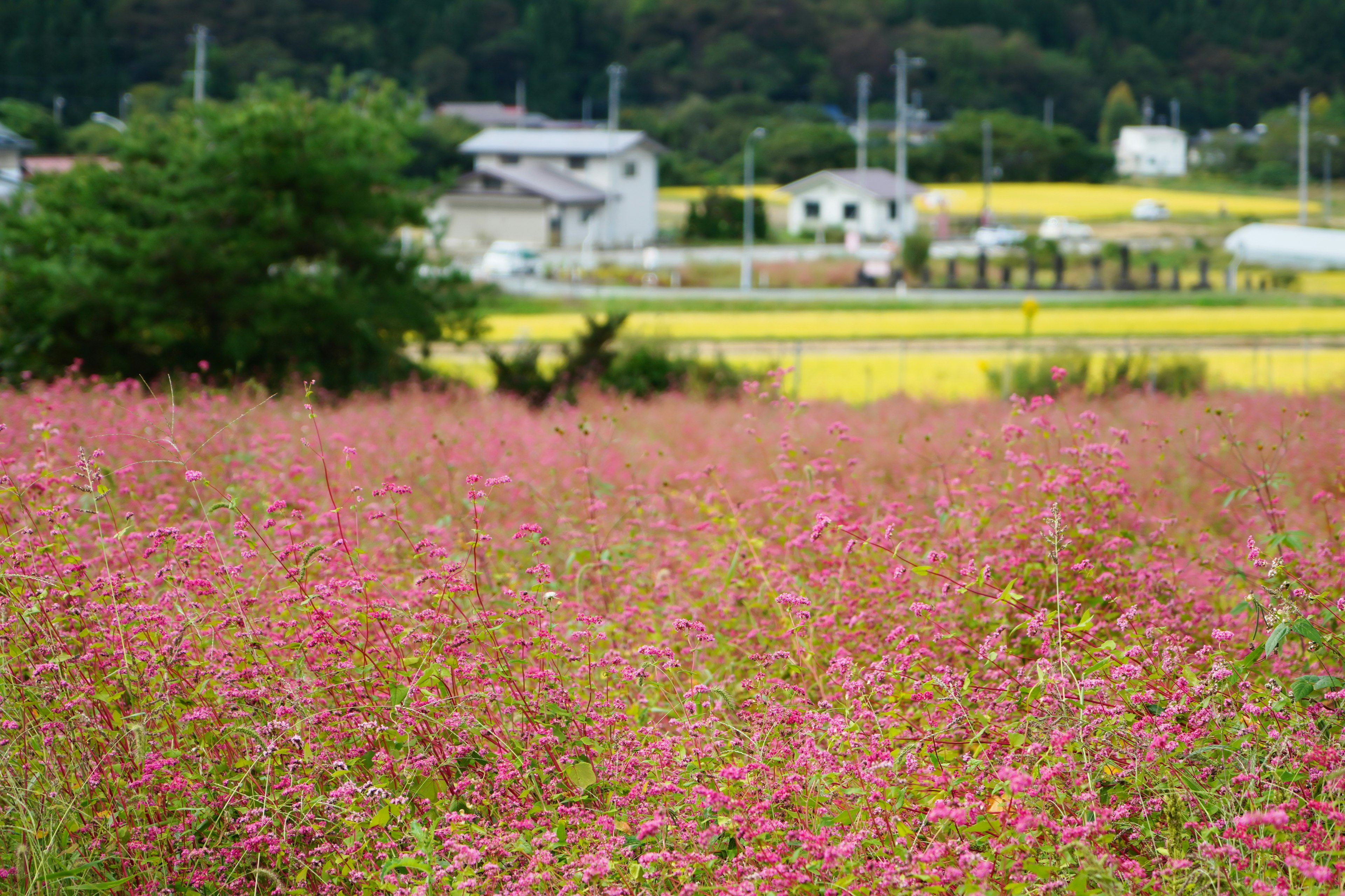 ทุ่งดอกไม้สีชมพูขนาดใหญ่พร้อมบ้านและนาข้าวในพื้นหลัง