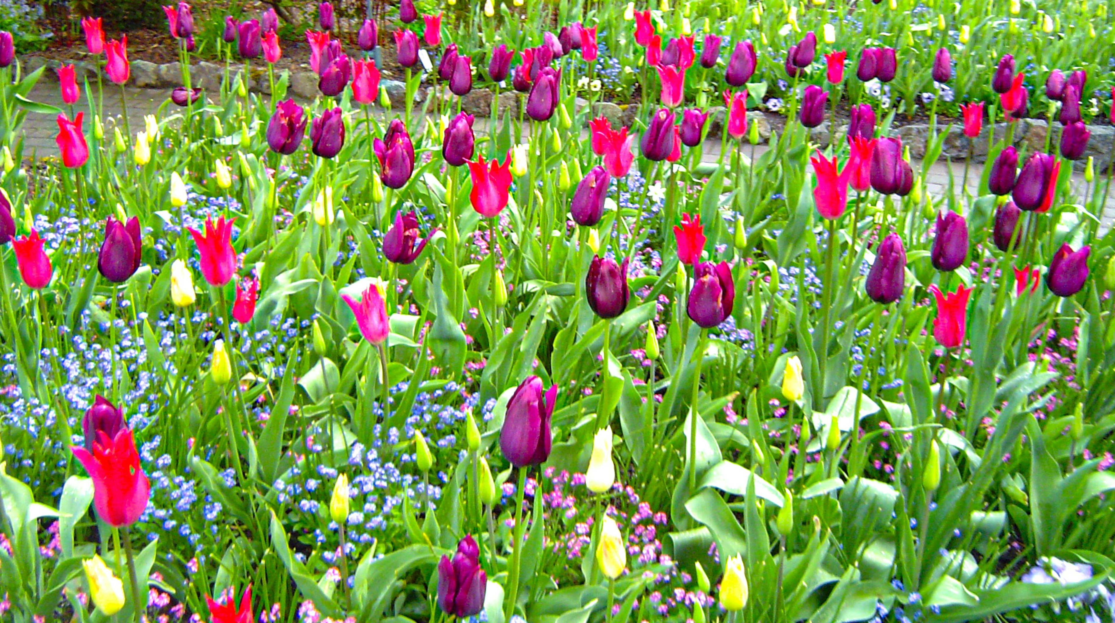 Tulipanes coloridos floreciendo en un jardín