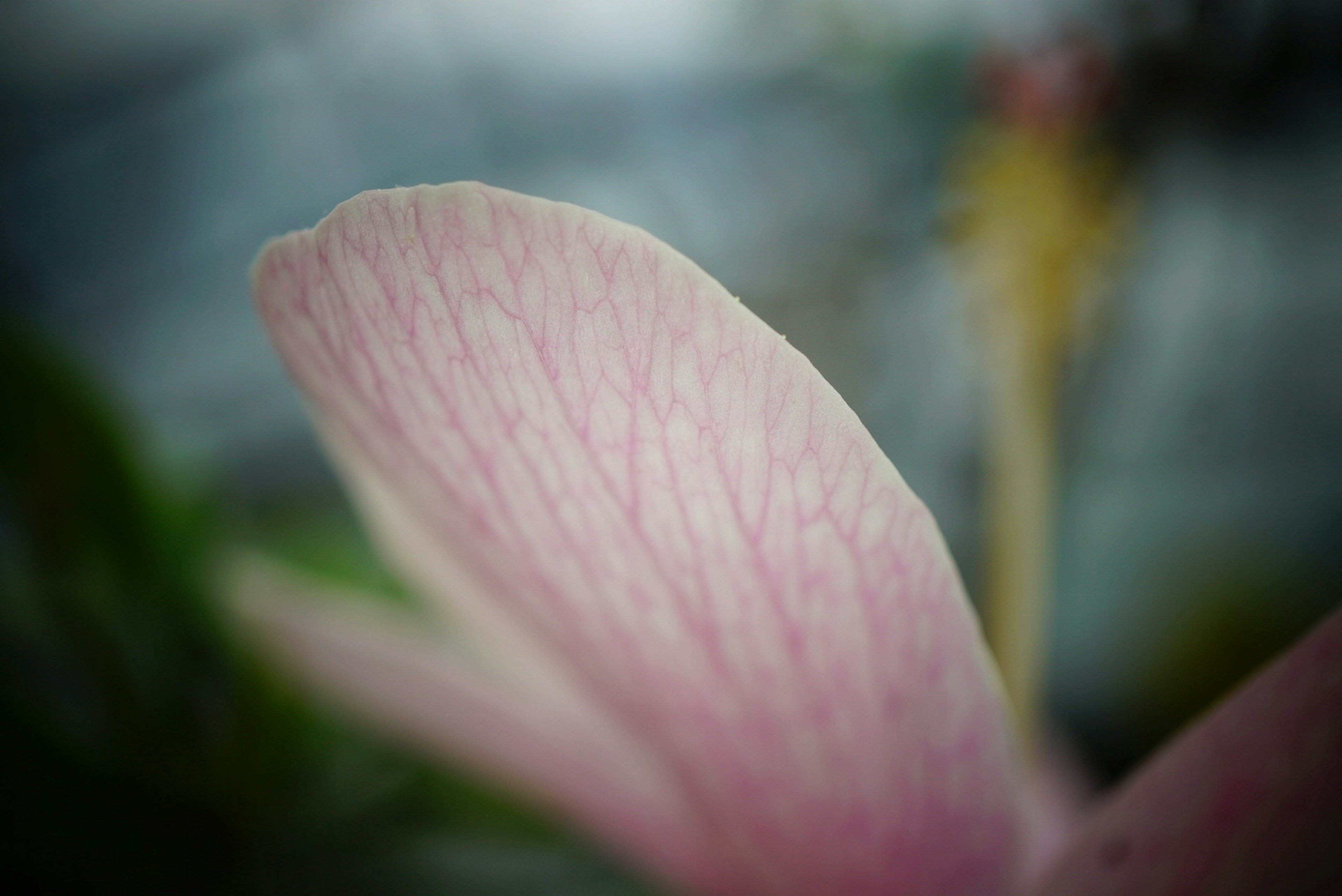 Imagen en primer plano de un pétalo de flor rosa claro mostrando venas finas