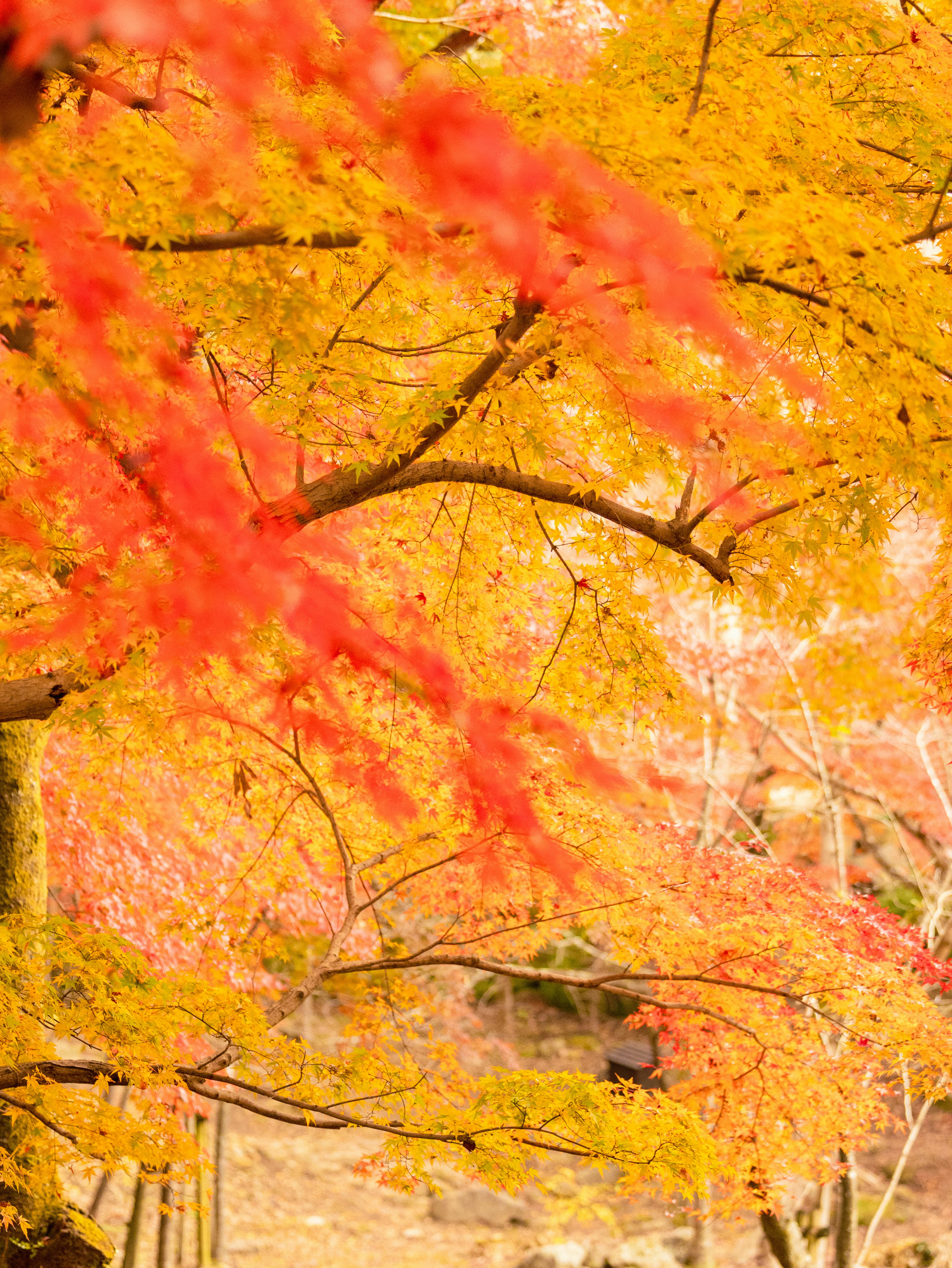 美しい秋の紅葉を持つ木々の風景