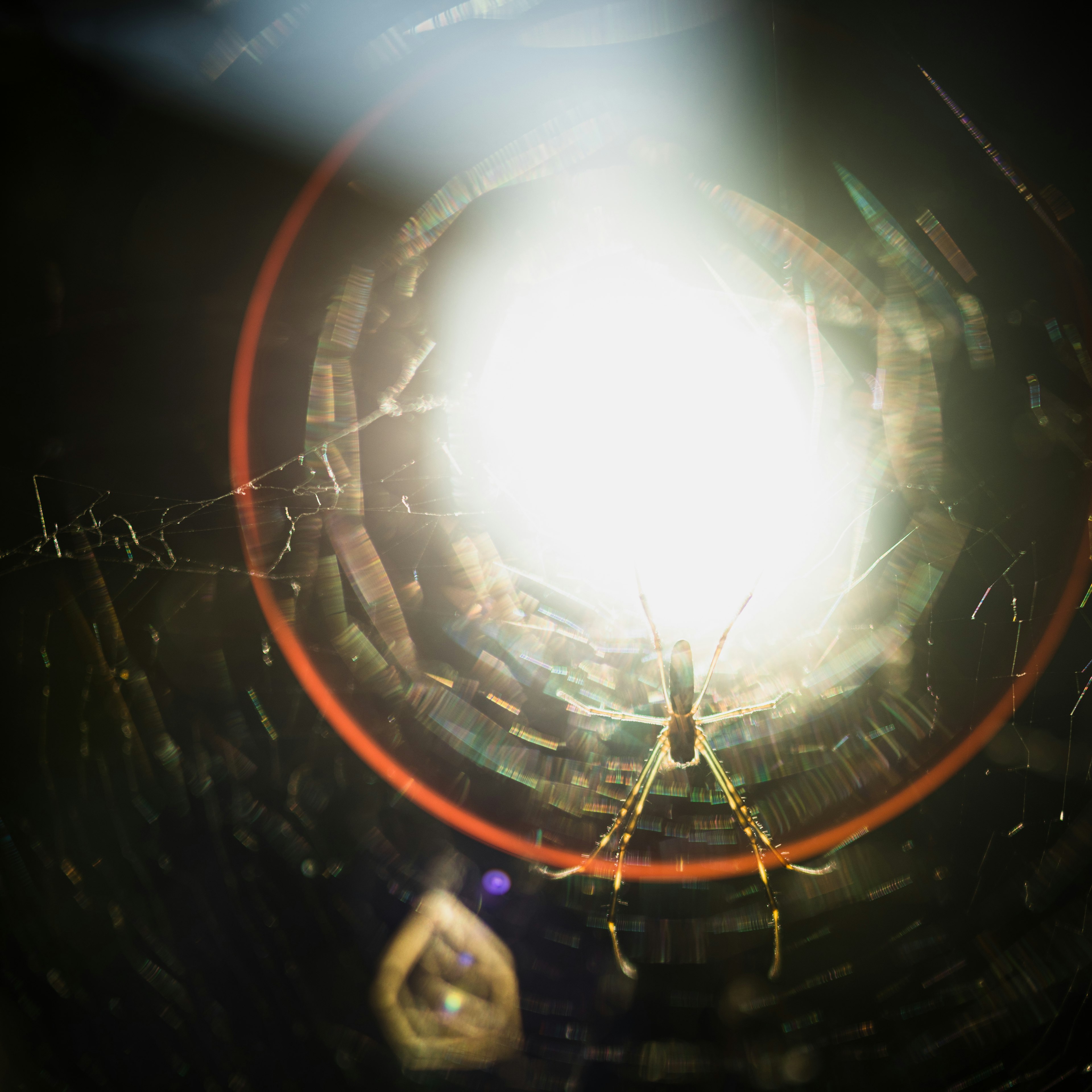 A detailed spider web with a spider positioned at the center of a bright light