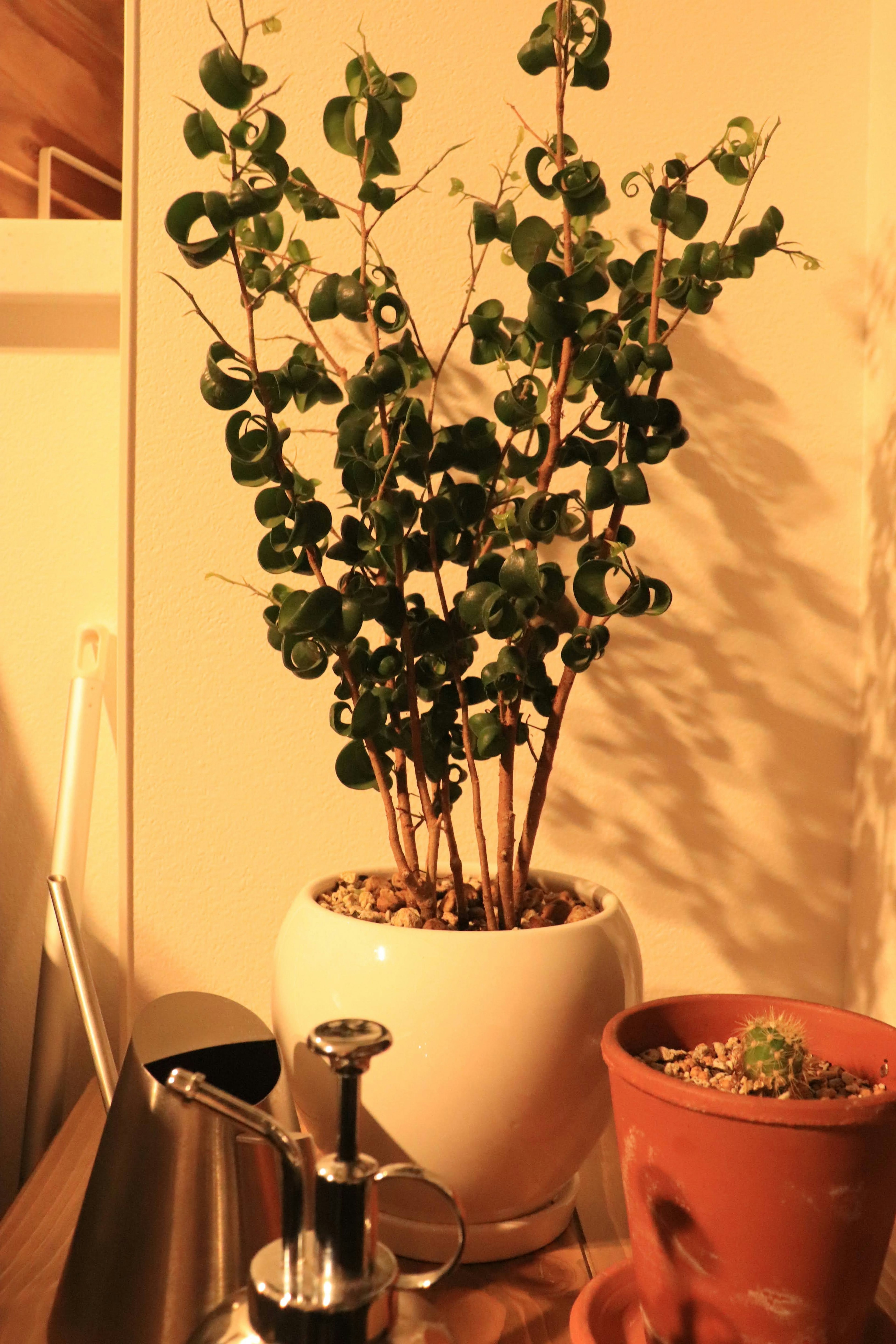 Una planta verde en una maceta blanca colocada sobre una mesa