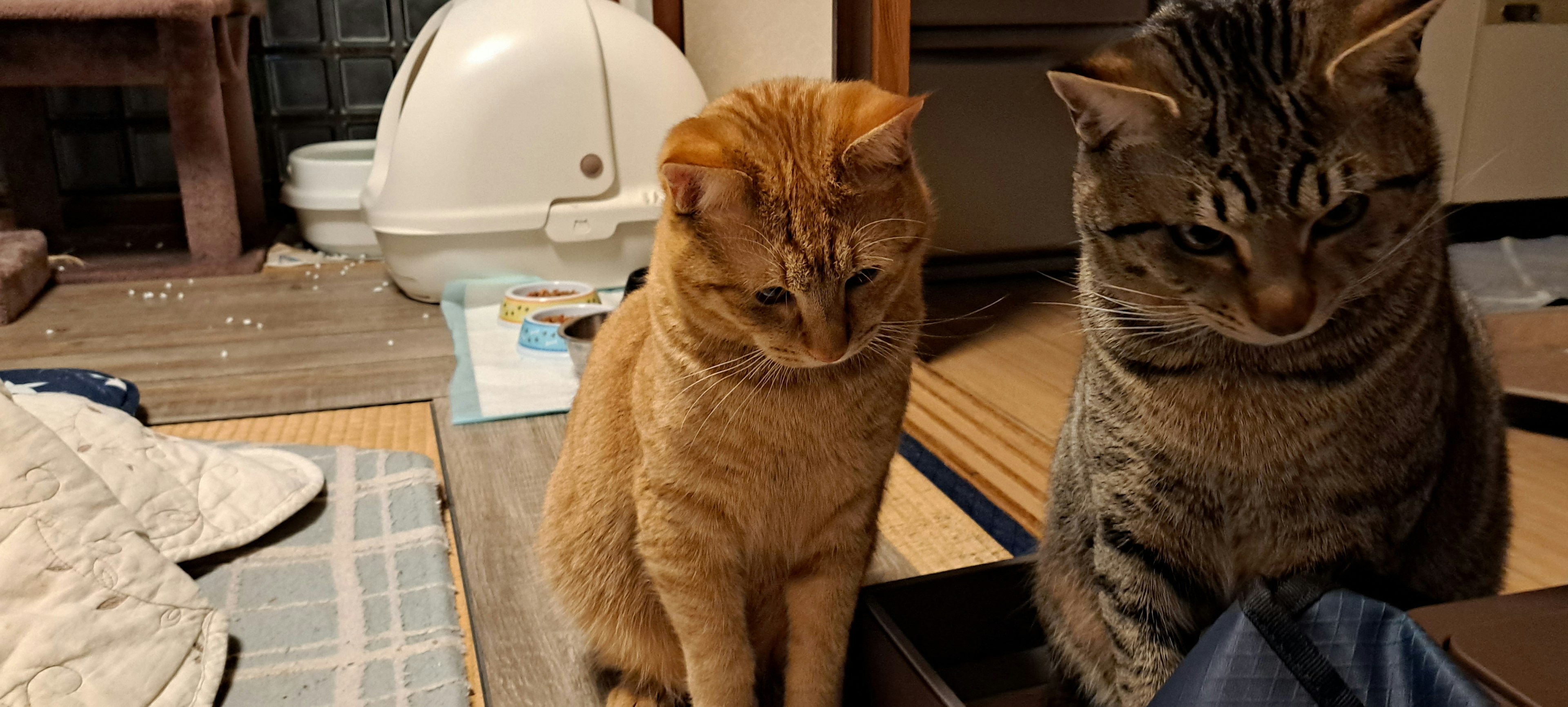 Dos gatos sentados en una habitación japonesa tradicional