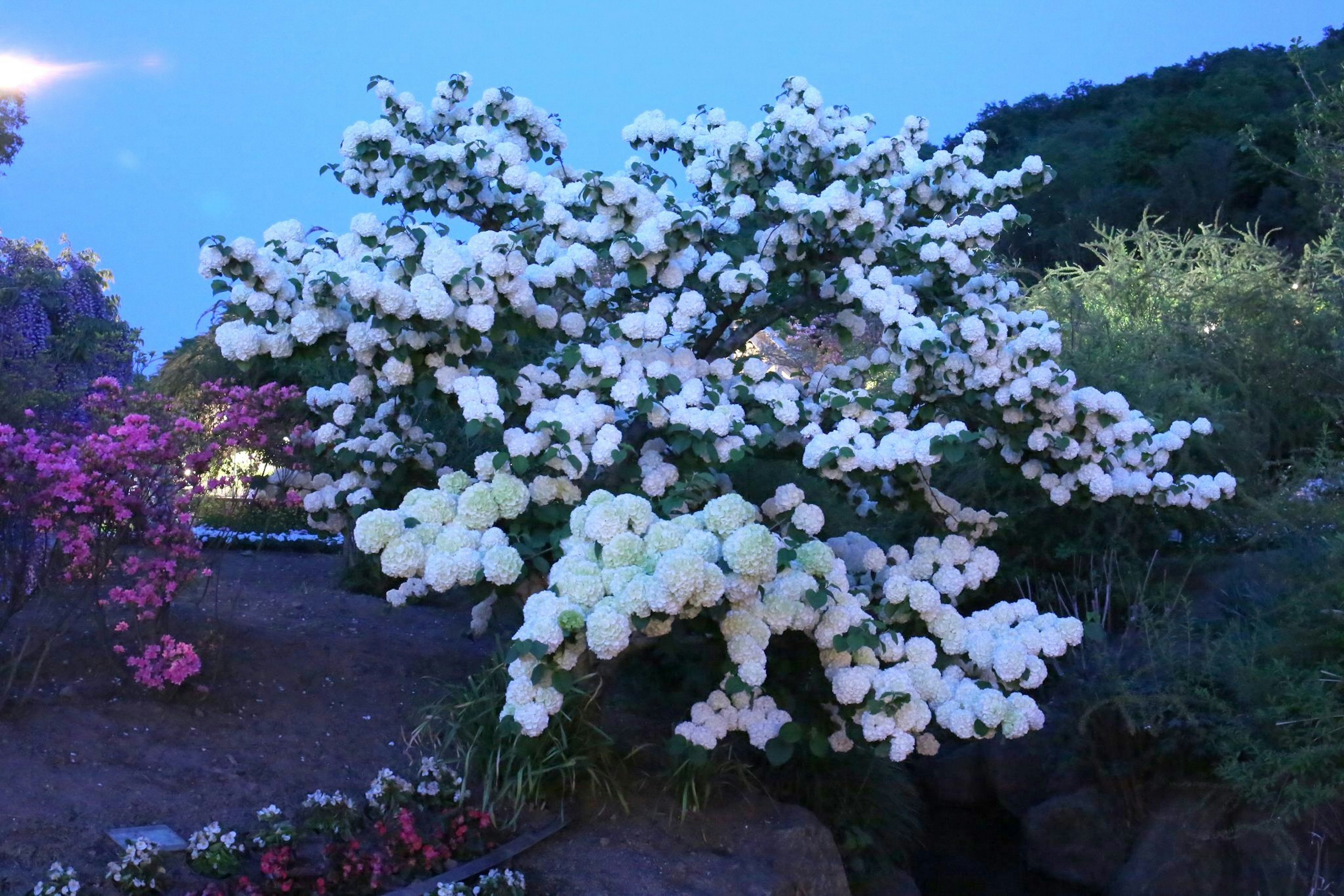 夜空の下で咲く白いバラの木と色とりどりの花