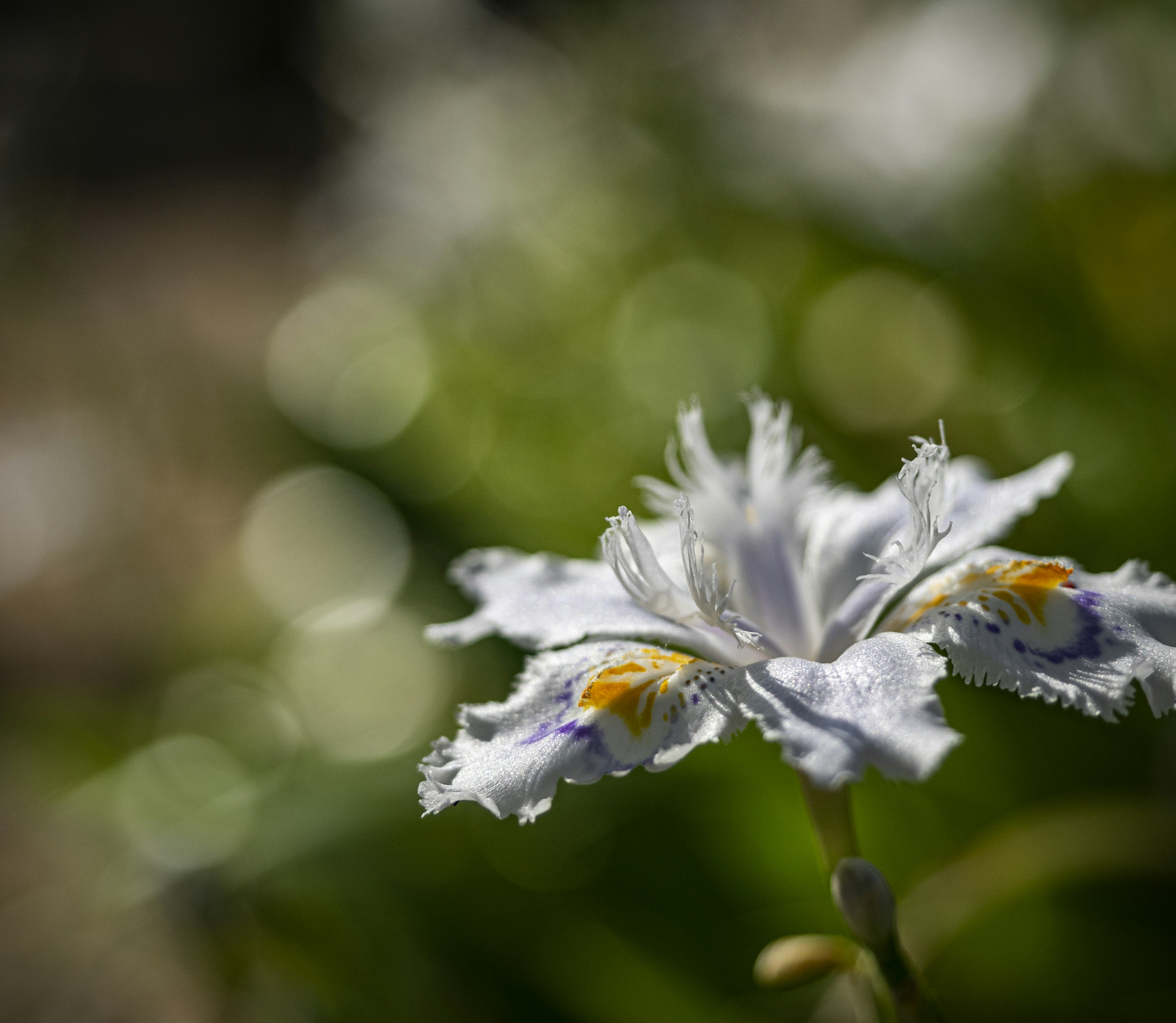 Primo piano di un fiore bianco con petali intricati su uno sfondo verde con effetto bokeh