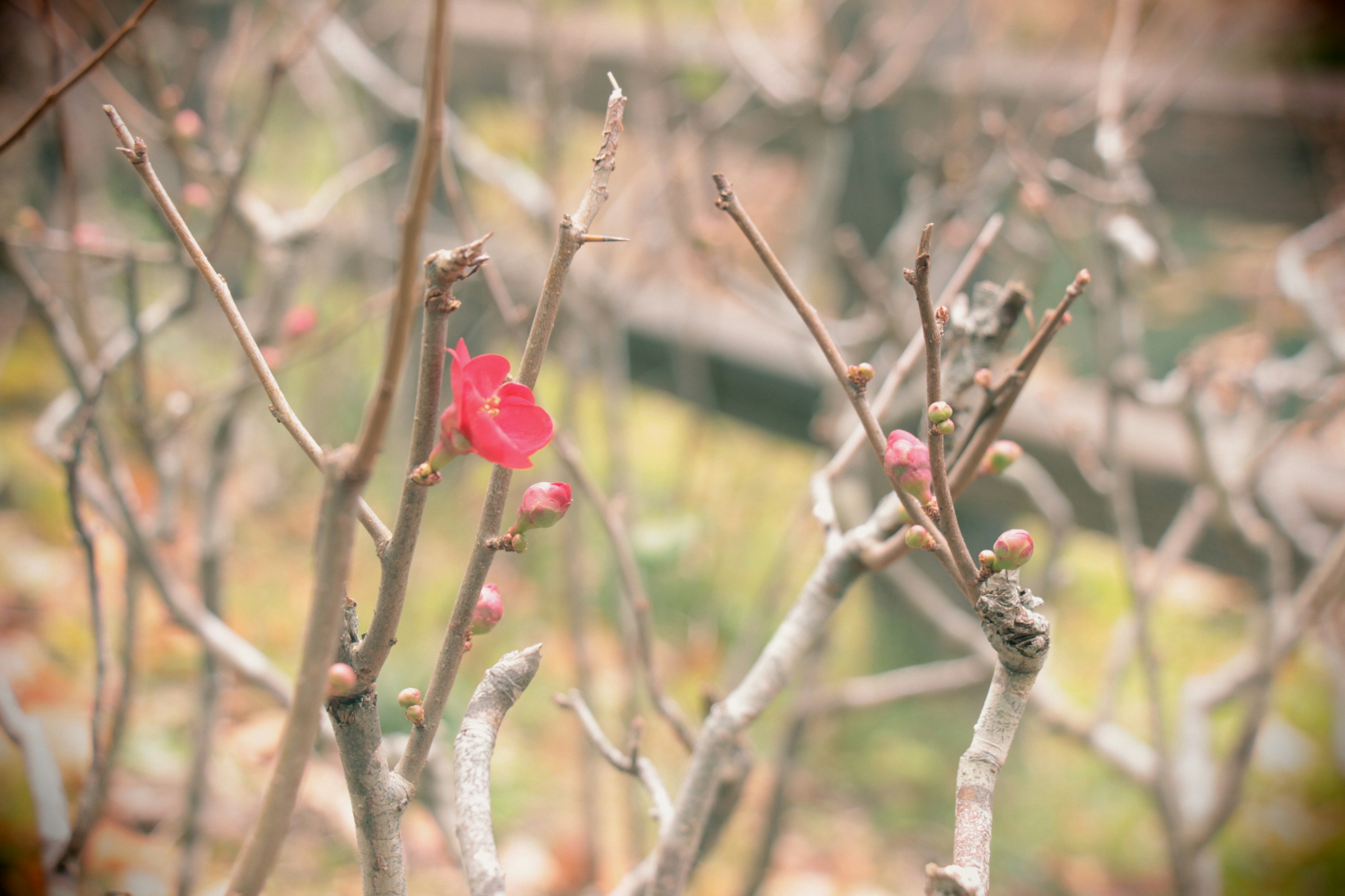 Eine rote Blume blüht an einem Baumzweig zwischen trockenen Zweigen