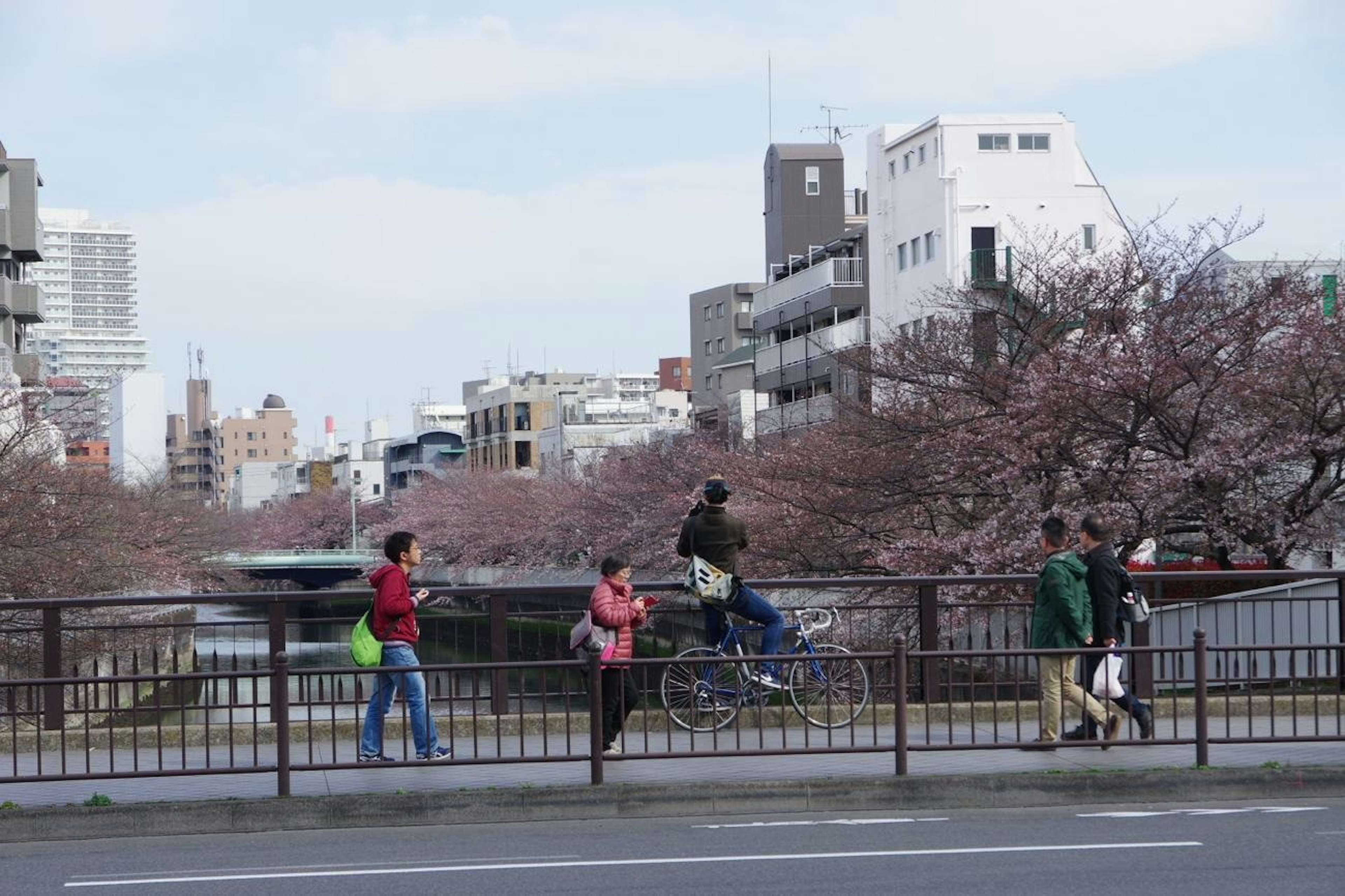 桜の木が咲く橋の上で自転車に乗る人と歩く人々