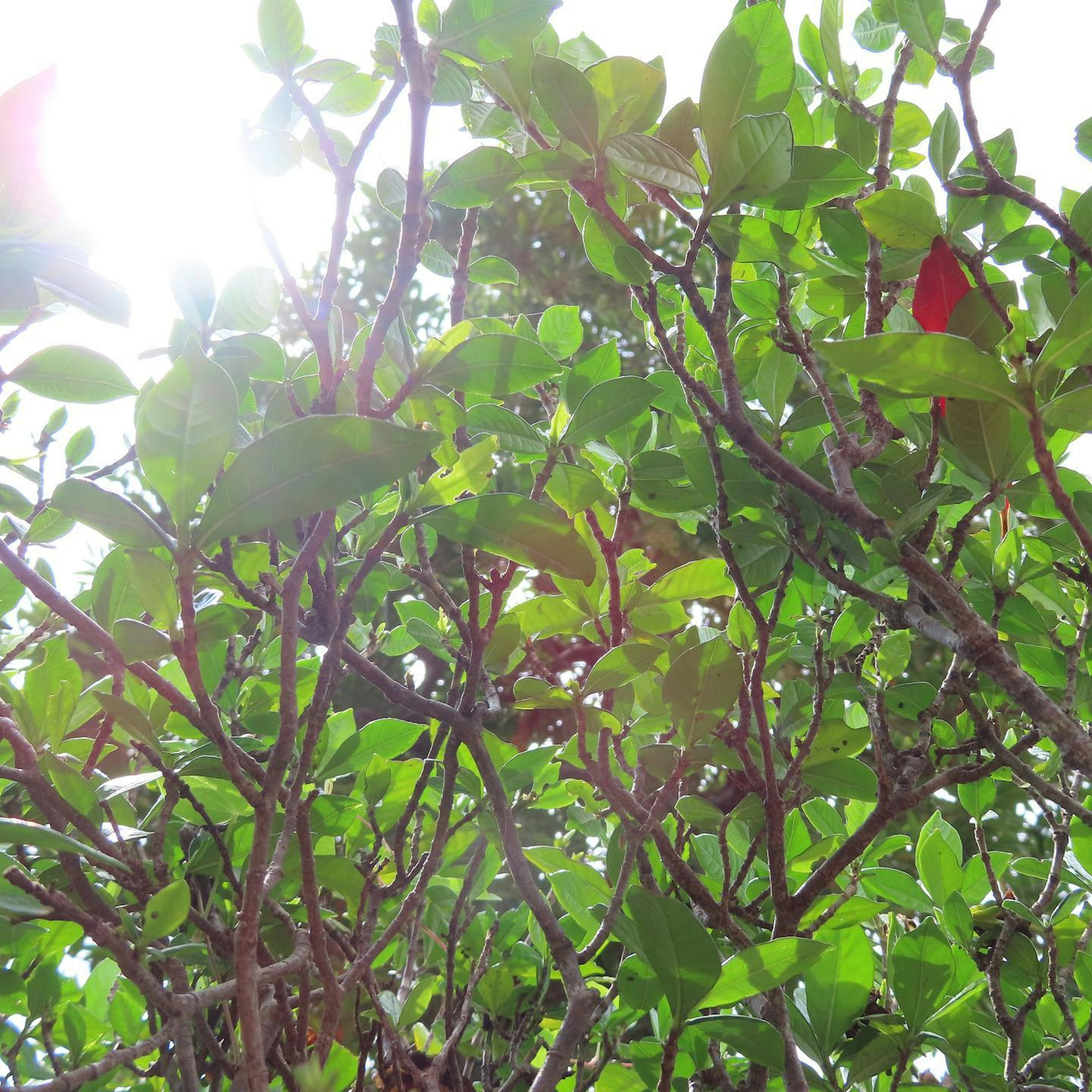 Sunlight filtering through a dense cluster of green and red leaves