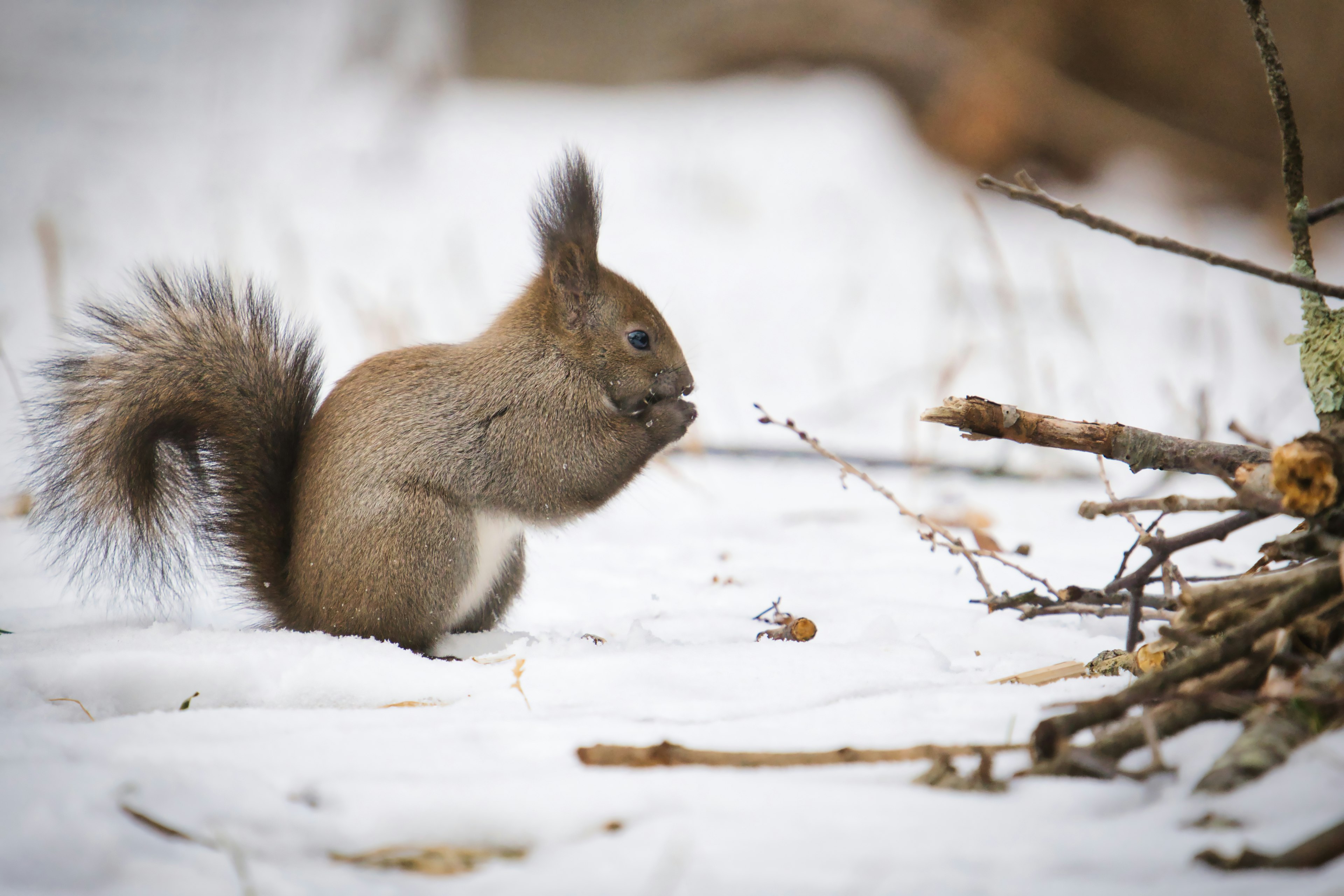 Squirrel looking at sticks on the snow