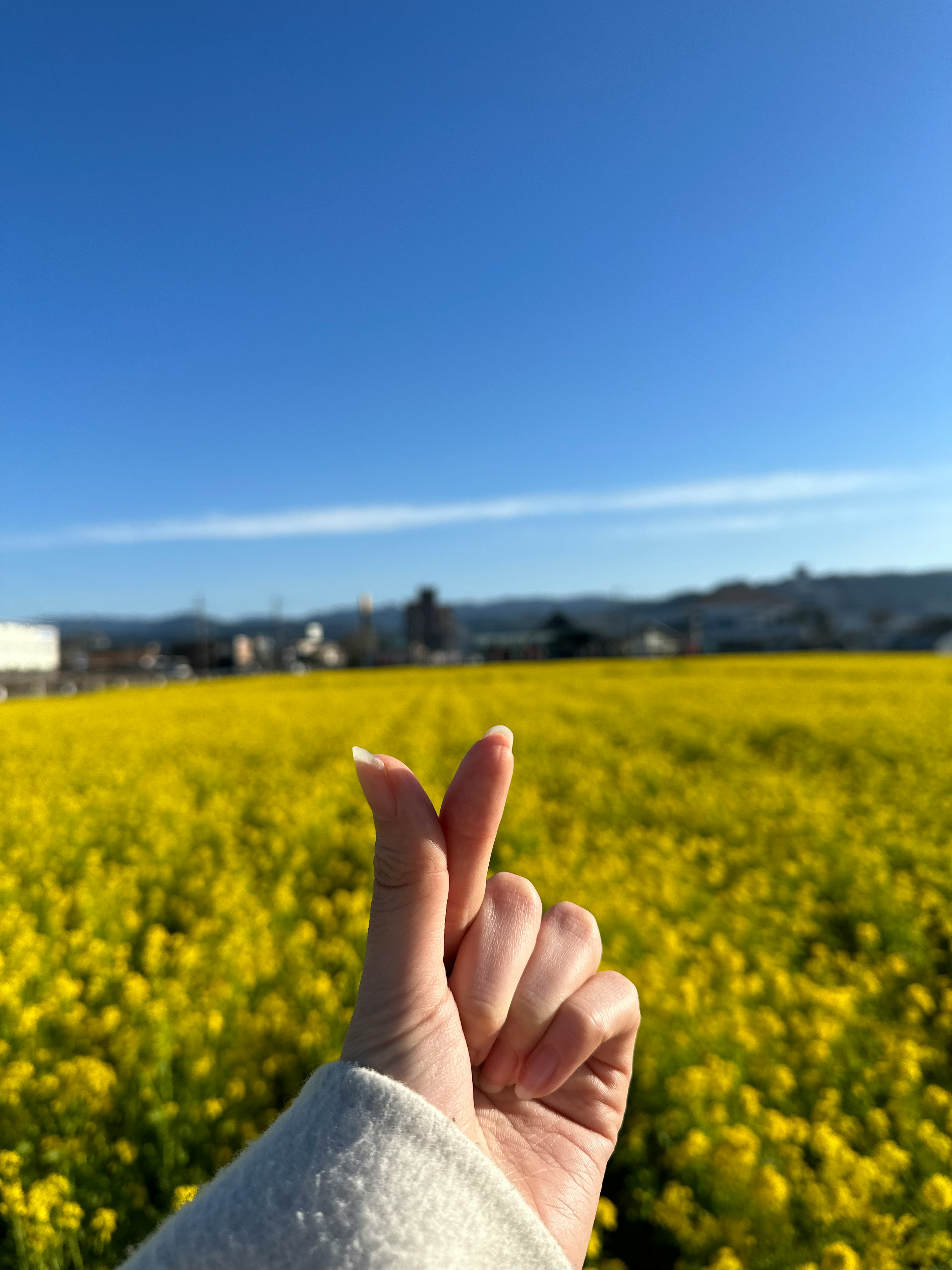 手の指でハートを作る女性の手と黄色い菜の花畑の風景