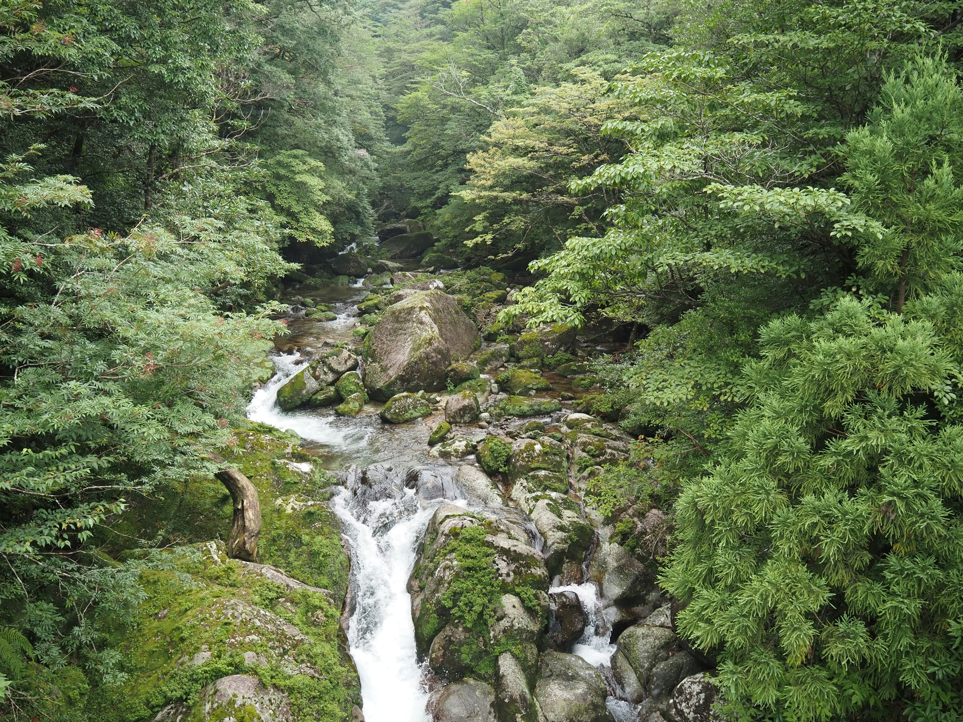 Vista di un fiume che scorre circondato da una foresta lussureggiante